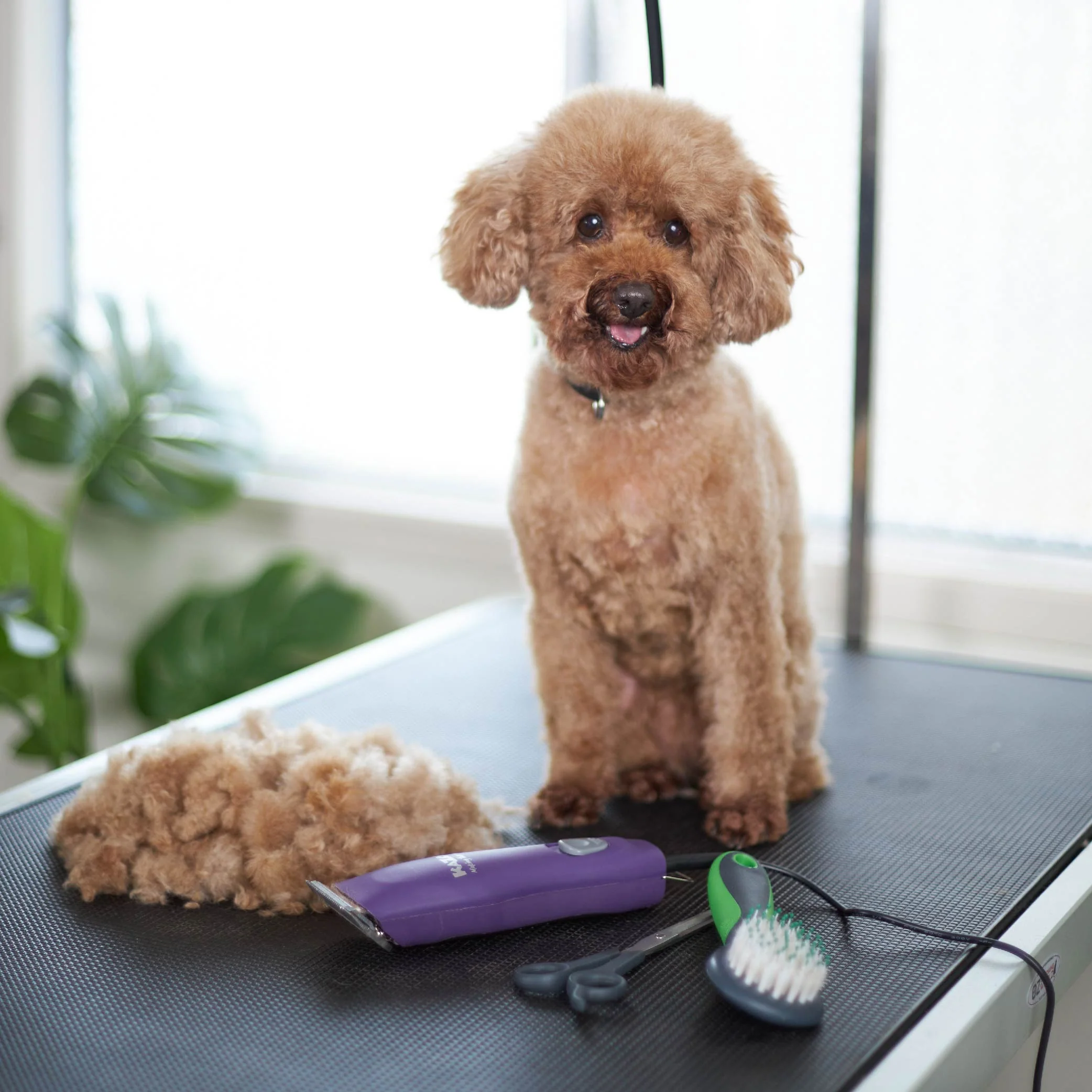 Pro Plus Brushless Dog Clipper - Image 3