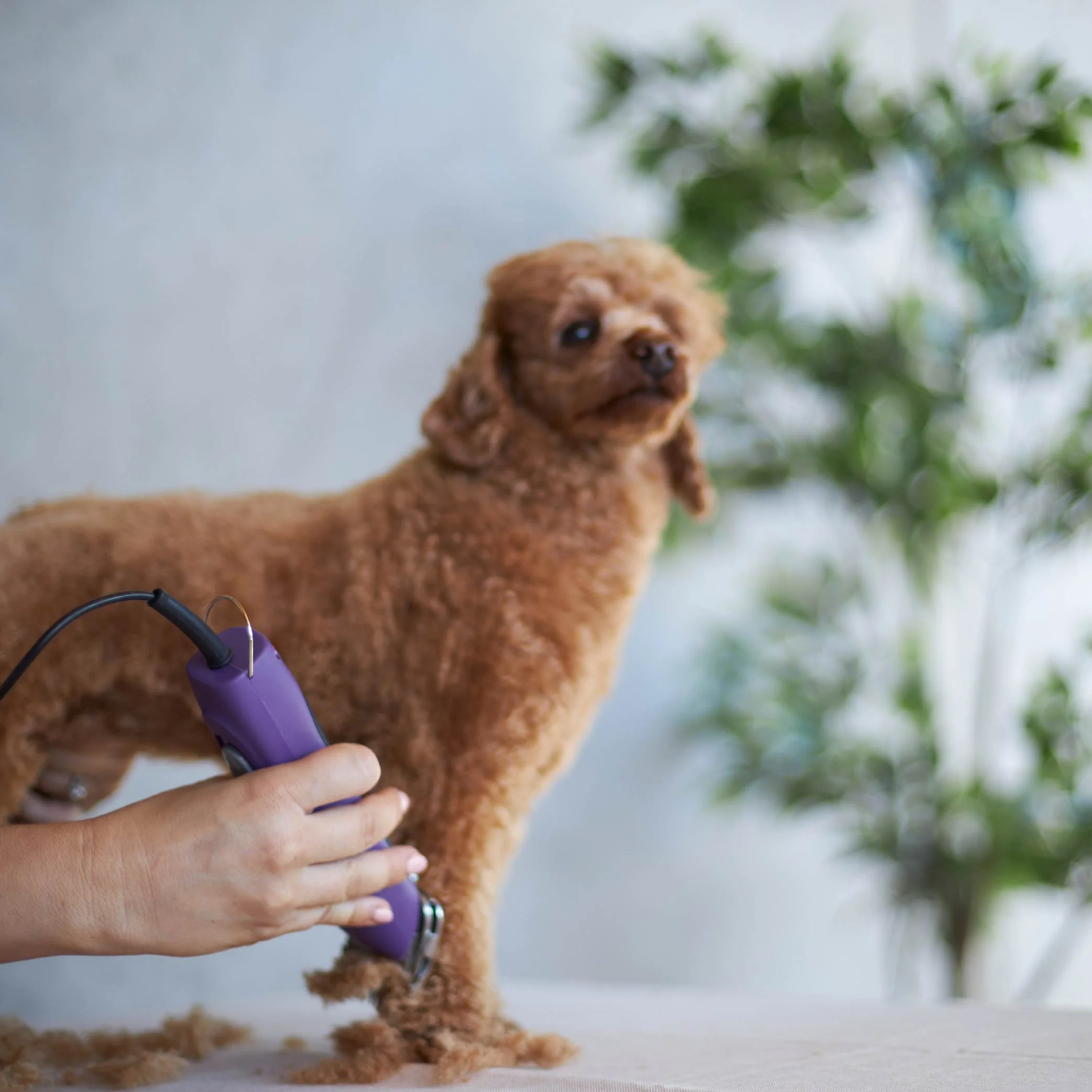 Pro Plus Brushless Dog Clipper - Image 7