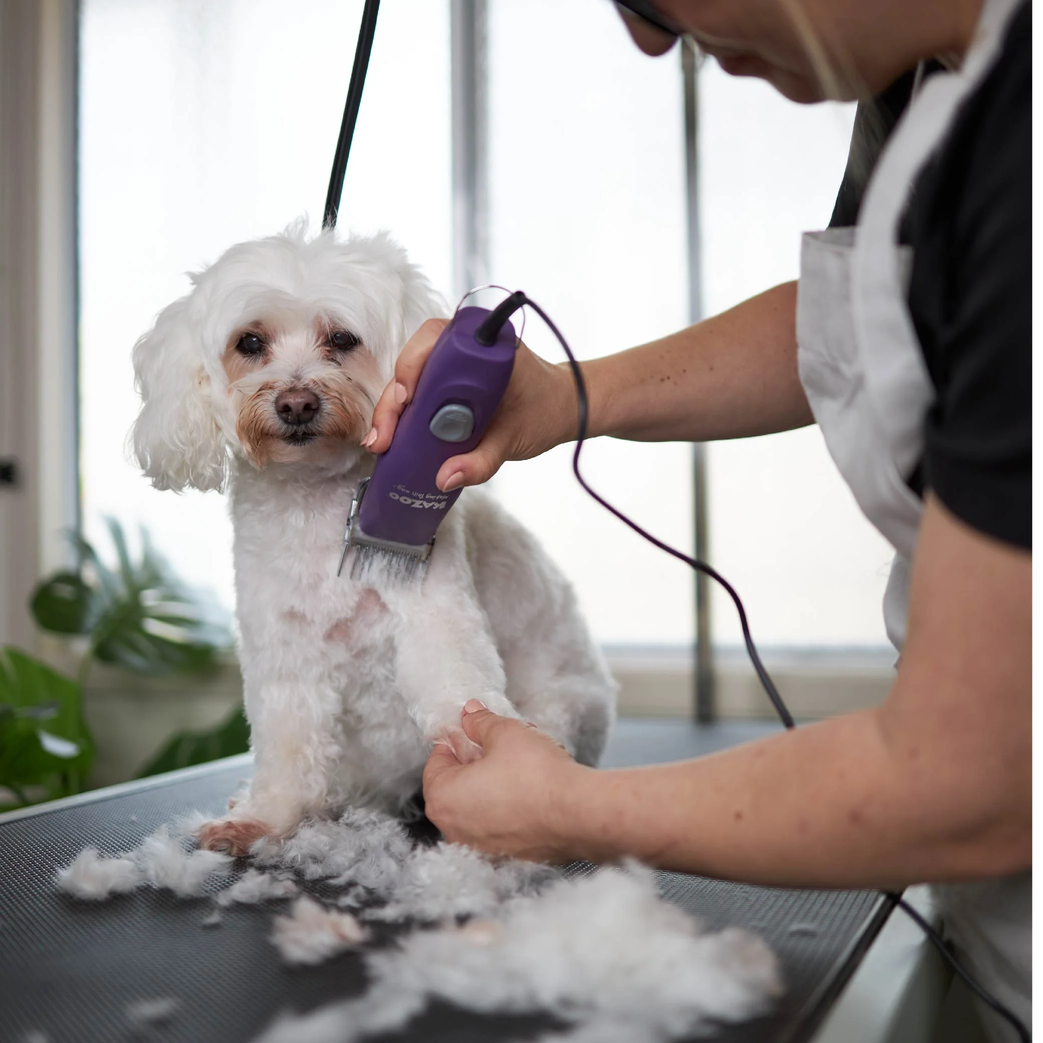 Pro Plus Brushless Dog Clipper - Image 8