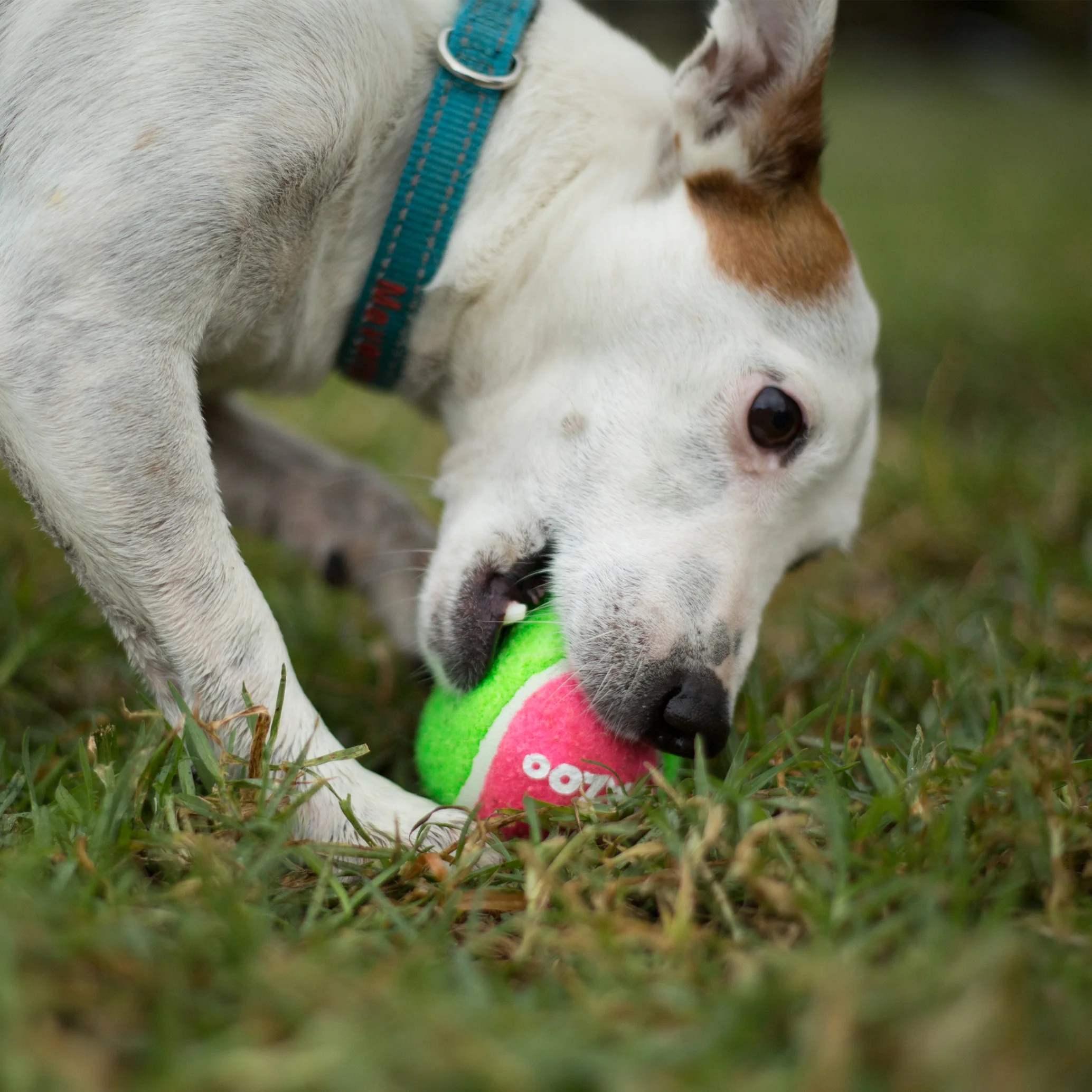 Puncture Proof Tennis Ball Dog Toy - Image 3