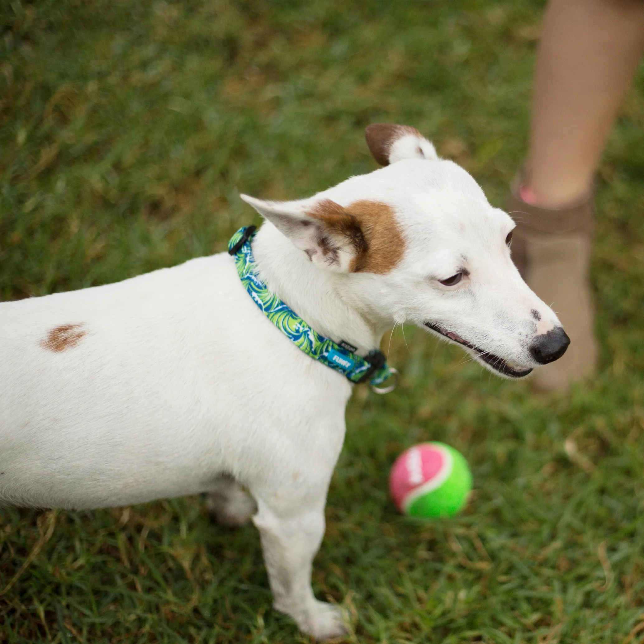 Puncture Proof Tennis Ball Dog Toy - Image 4