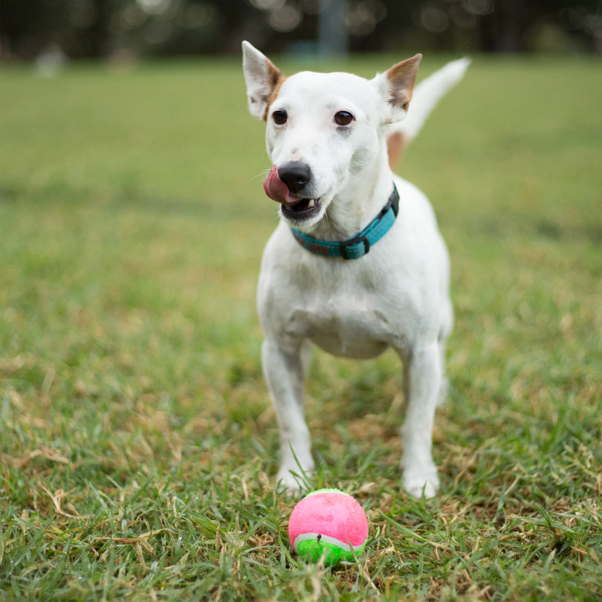 Puncture Proof Tennis Ball Dog Toy - Image 5
