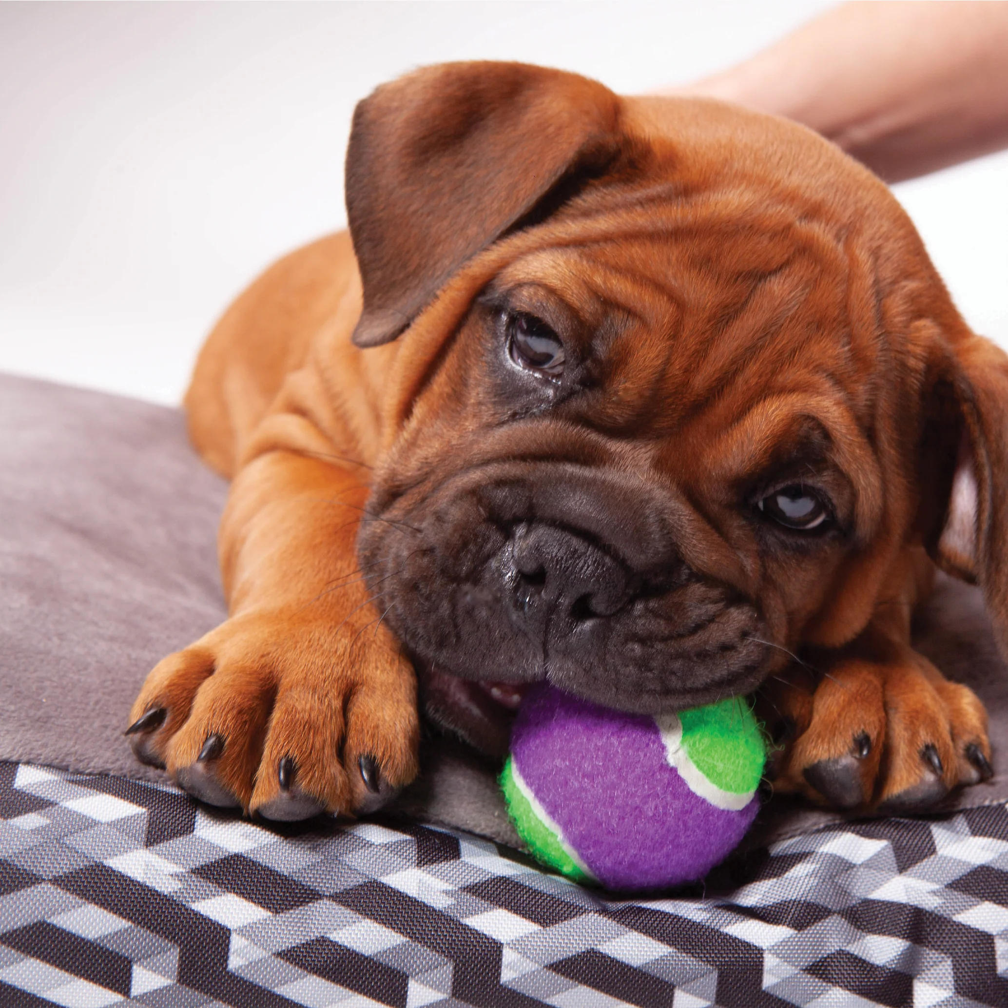 Puncture Proof Tennis Ball Dog Toy - Image 6