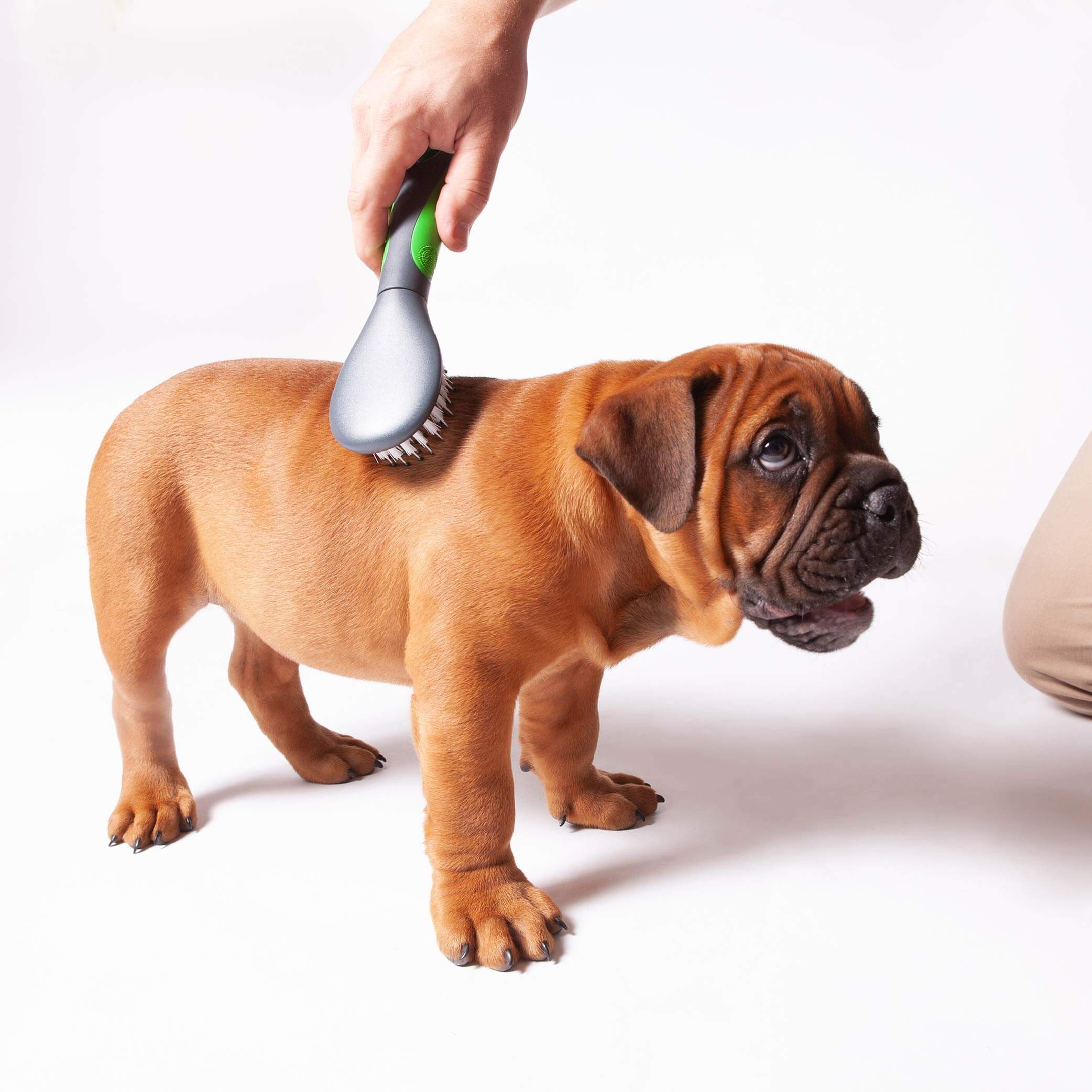 Puppy Brush - Image 5