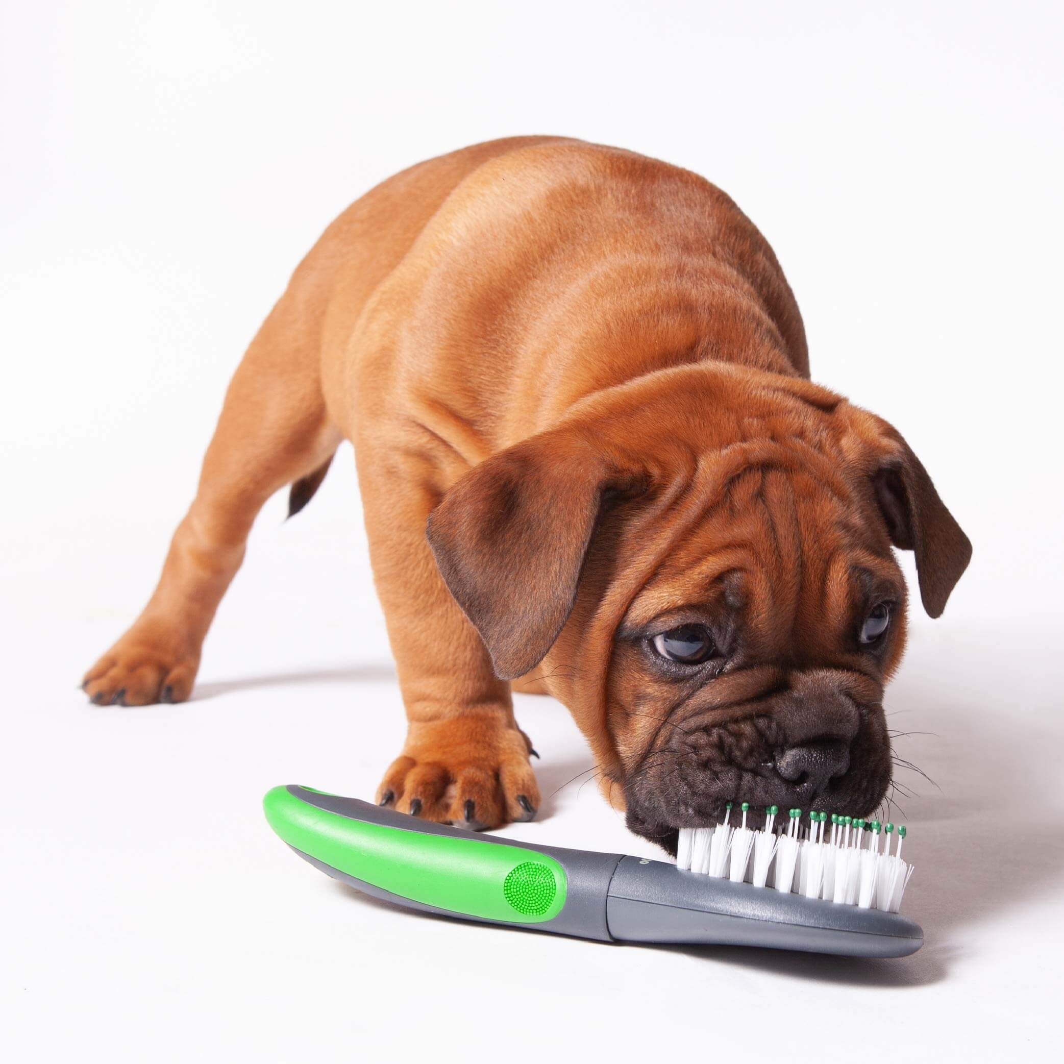 Puppy Brush - Image 6