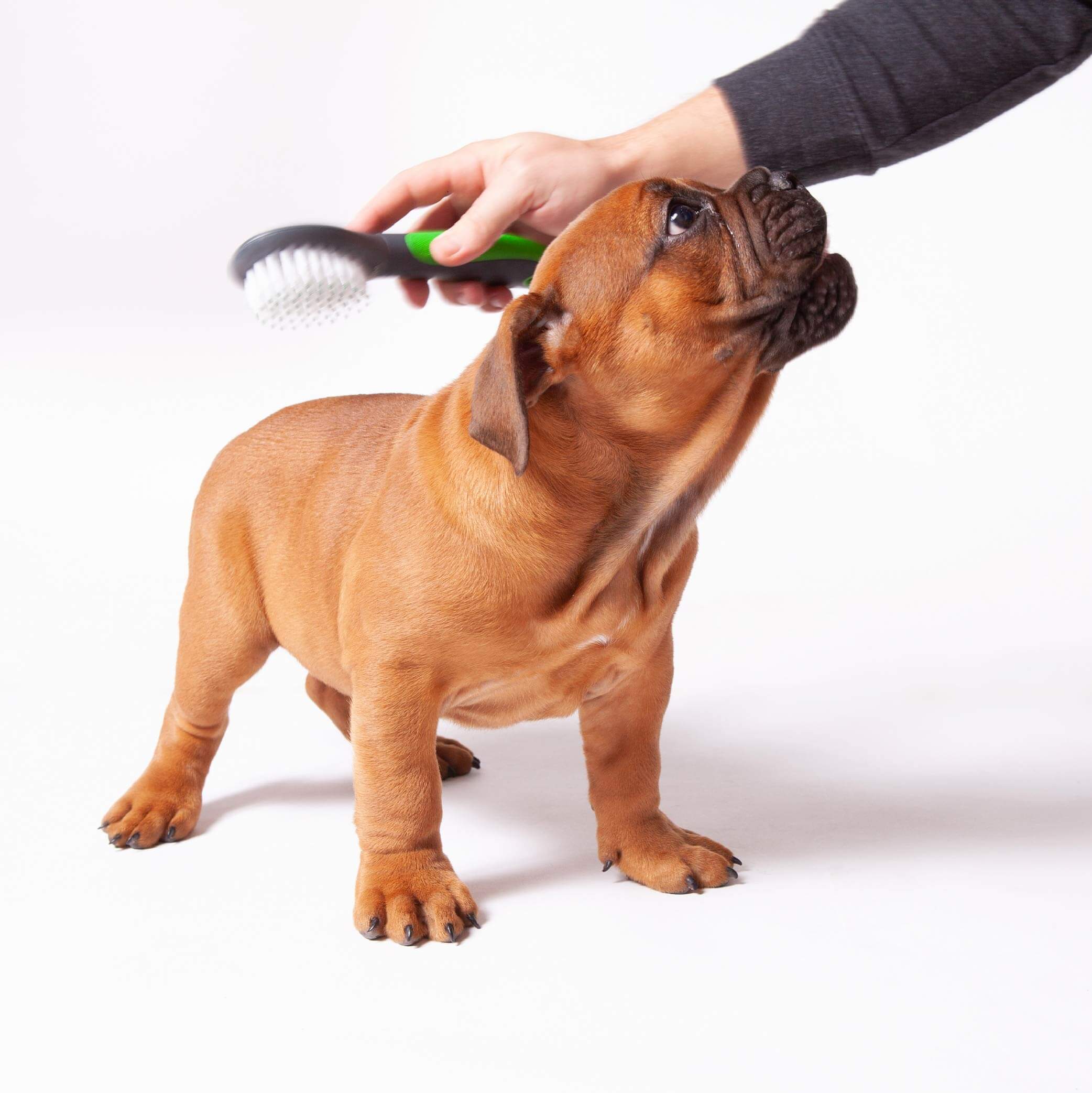 Puppy Brush - Image 7