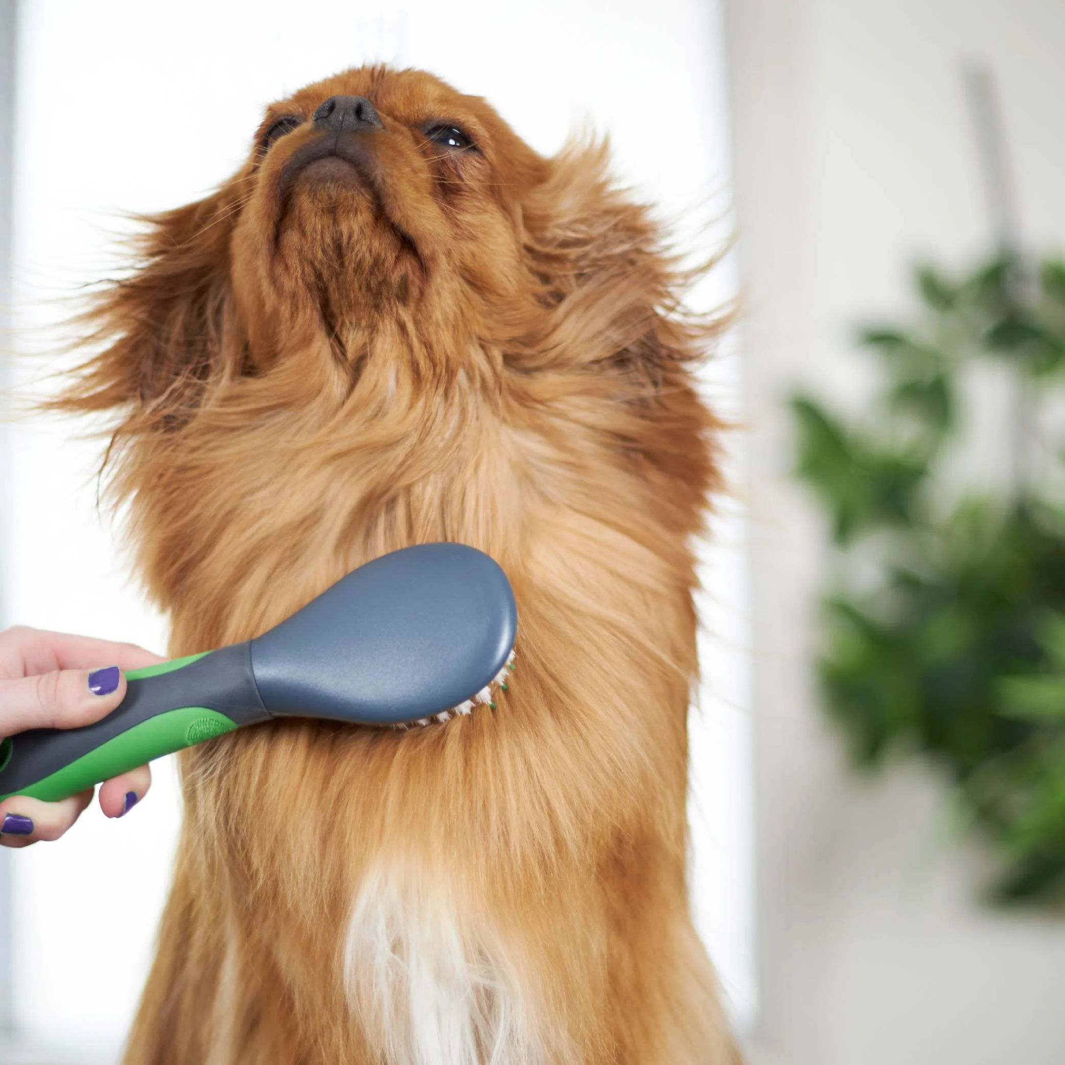 Puppy Brush - Image 8