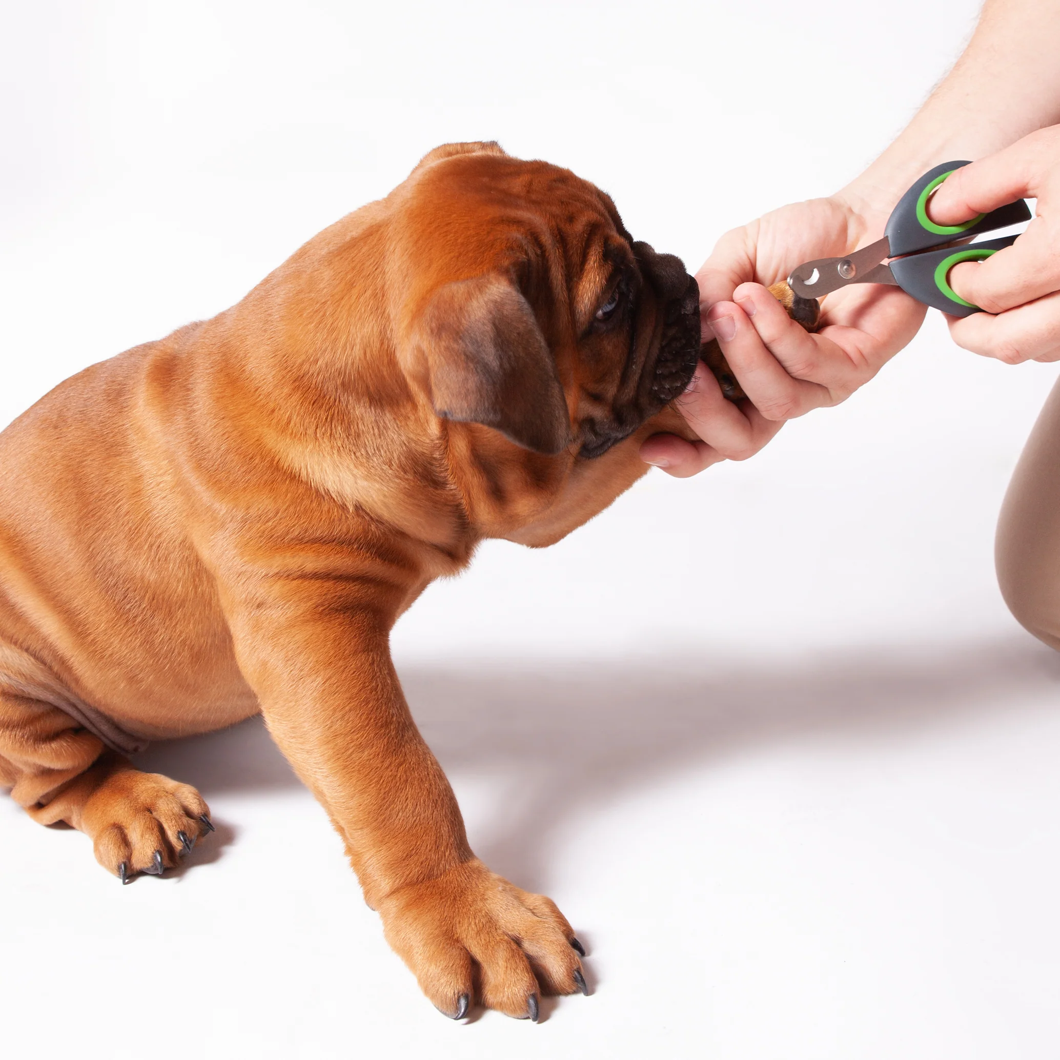 Puppy & Cat Nail Clipper - Image 5