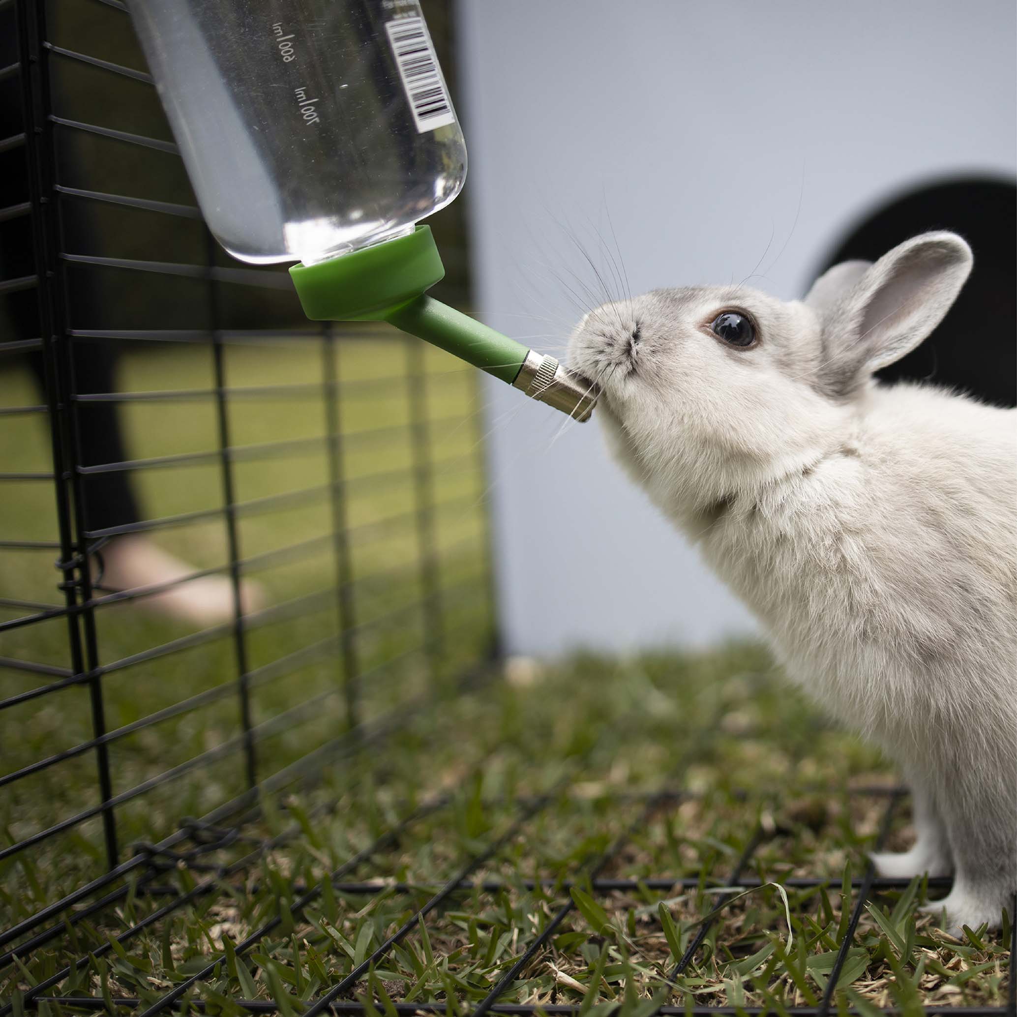 Rabbit Drinking Bottle - 800ml - Image 2
