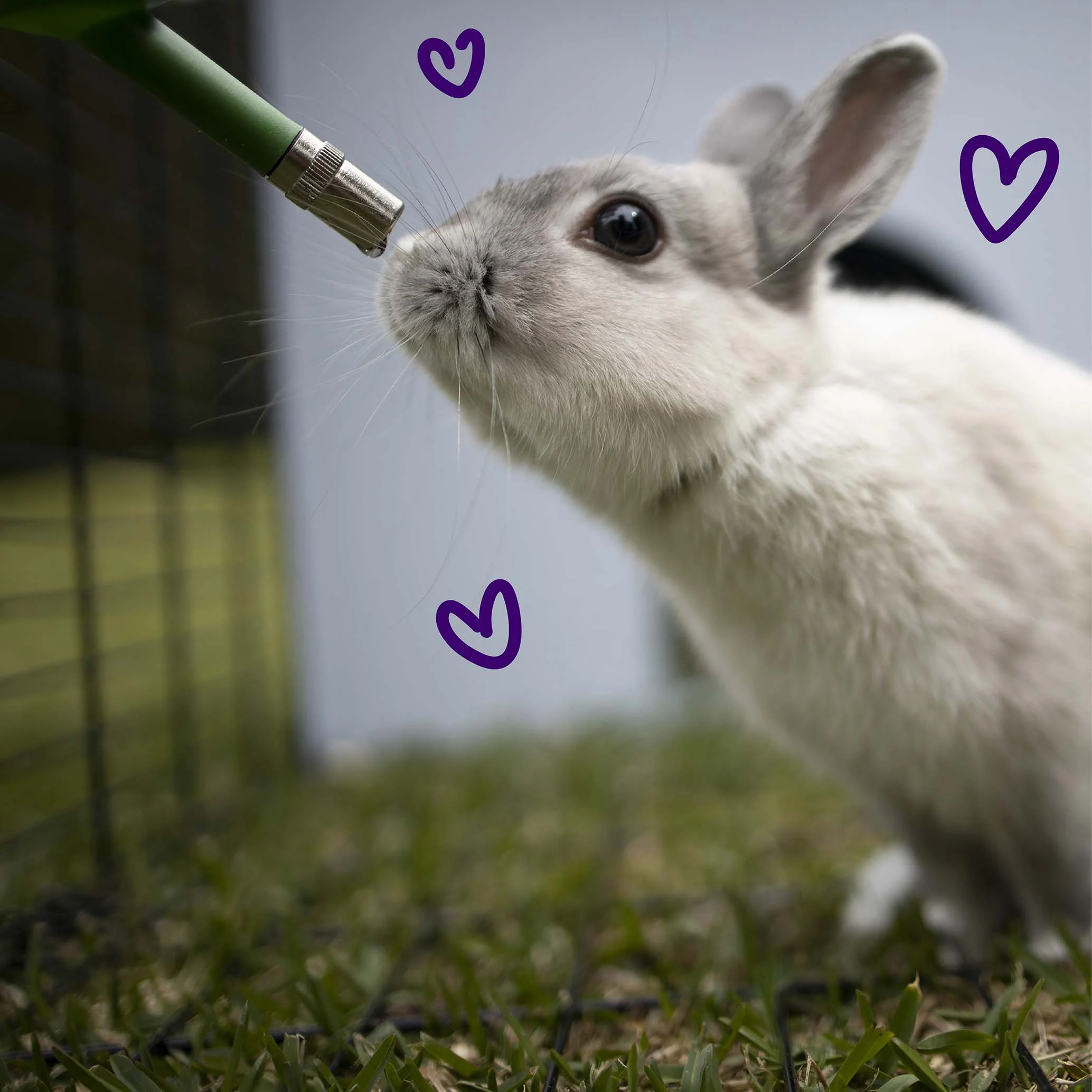 Rabbit Drinking Bottle - 800ml - Image 4
