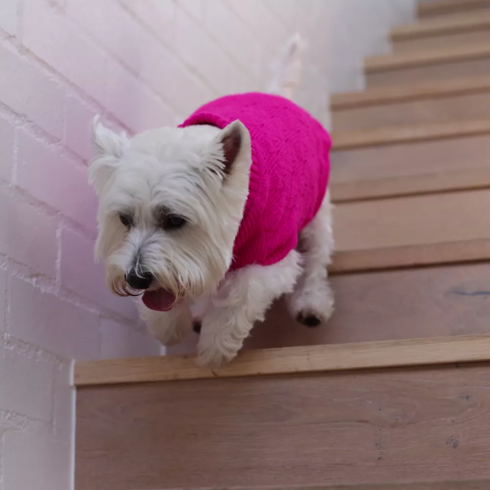 Raspberry Pink Dog Jumper - Image 3