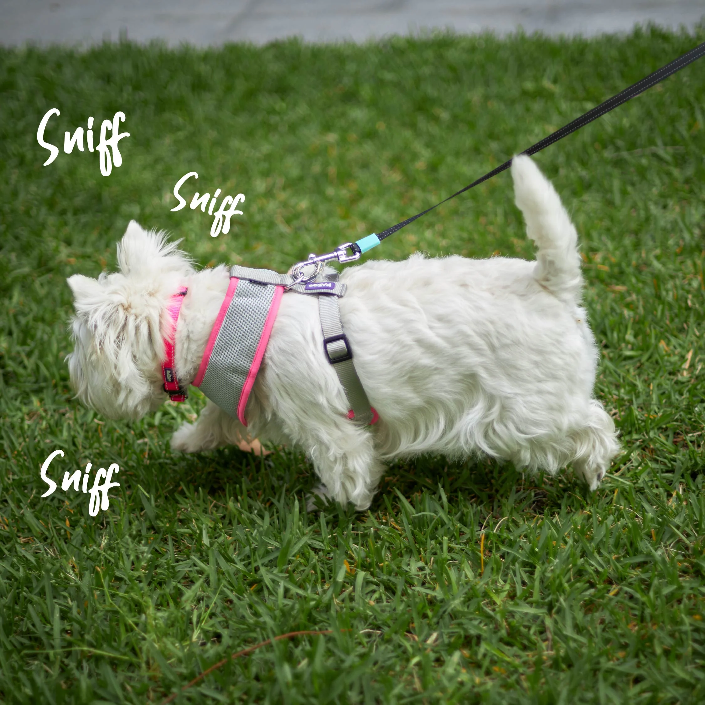 Retractable Dog Lead - 5 metre - up to 50kg - Image 3