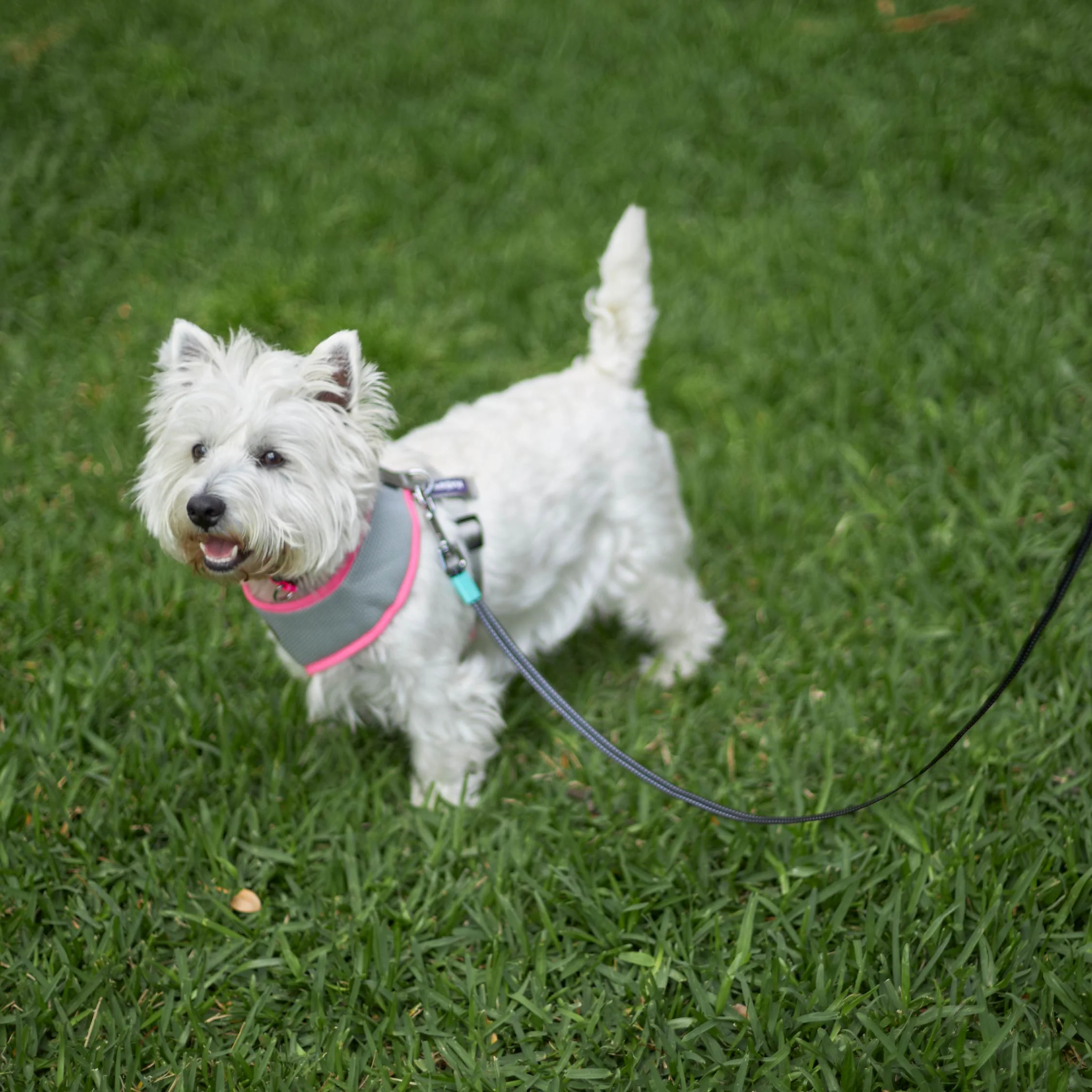 Retractable Dog Lead - 5 metre - up to 50kg - Image 6
