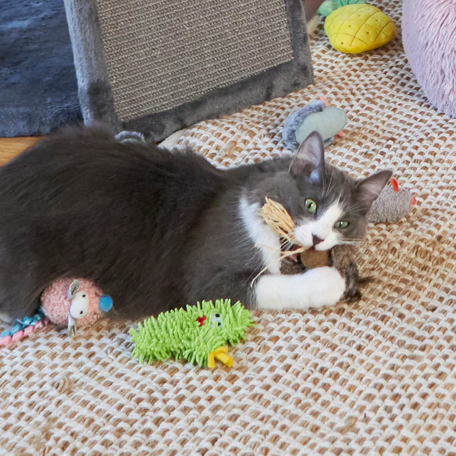 Scruffy Cactus with replacement catnip & silvervine - Image 4
