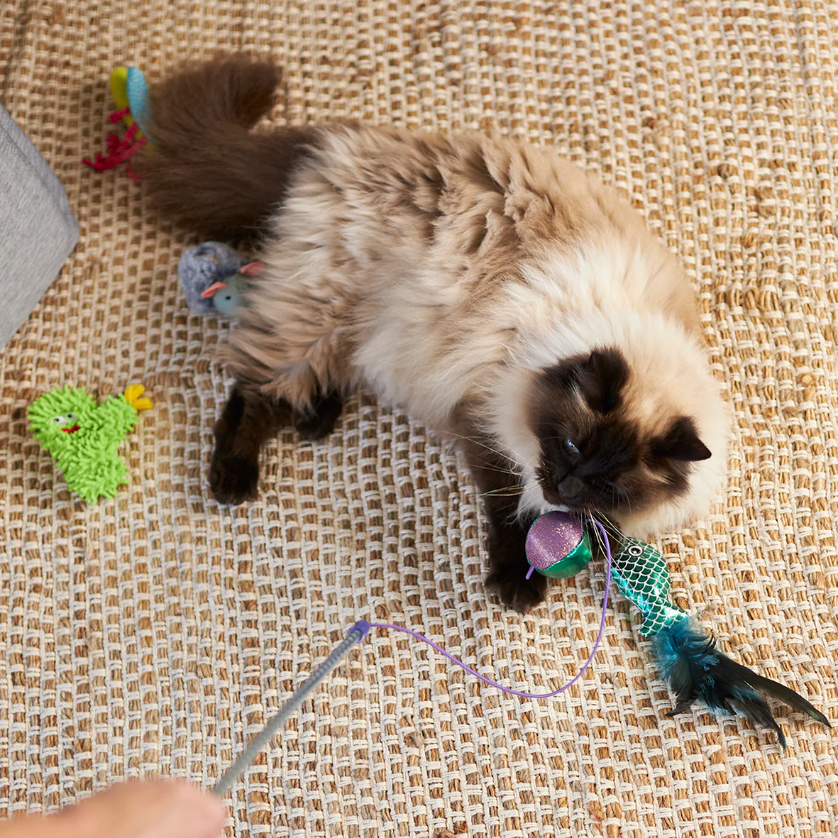 Scruffy Cactus with replacement catnip & silvervine - Image 5