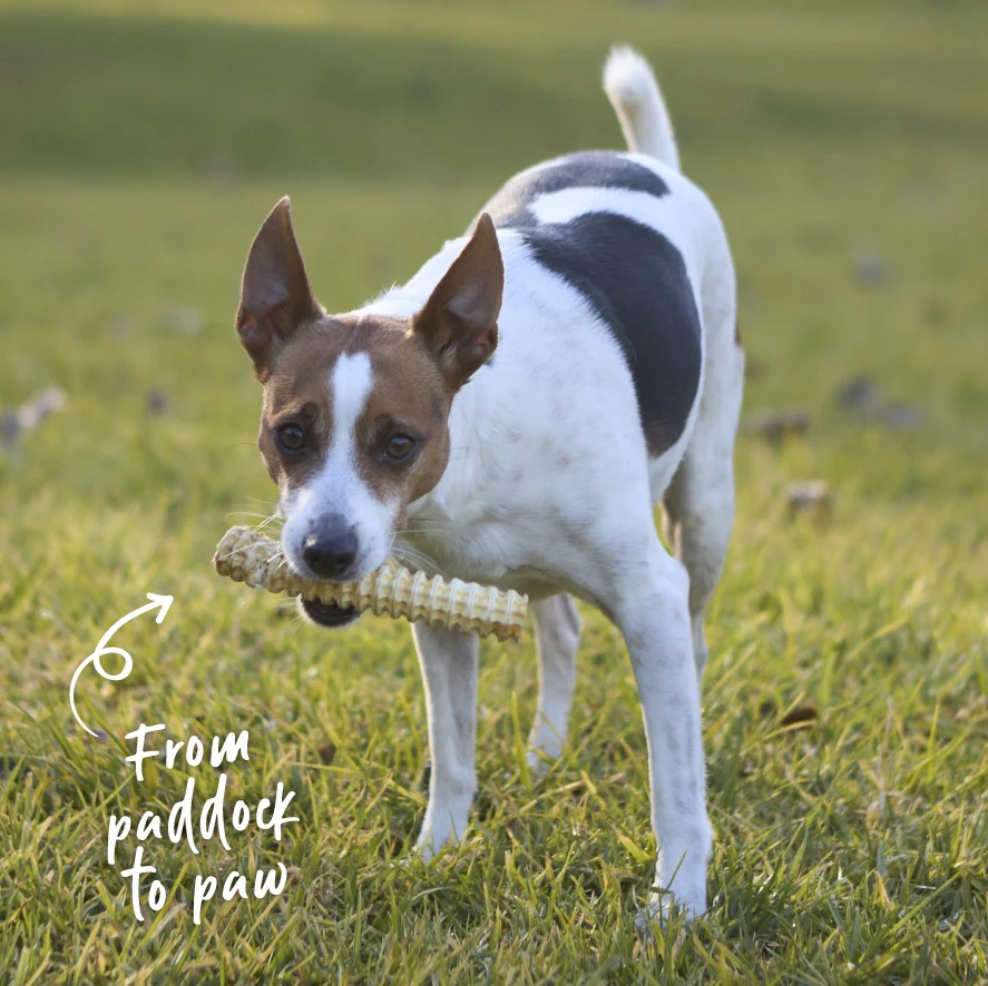 Aussie Shark Cartilage Dog Treats - Image 2