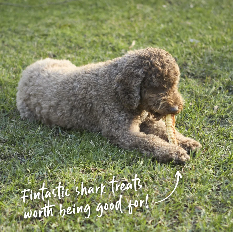Aussie Shark Cartilage Dog Treats - Image 6