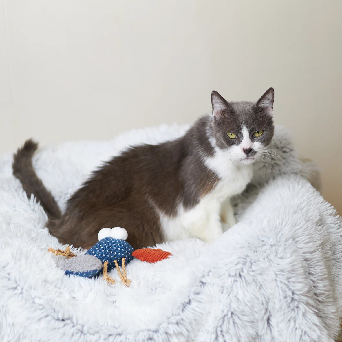 Snappy Lobster with catnip and straw - Image 3