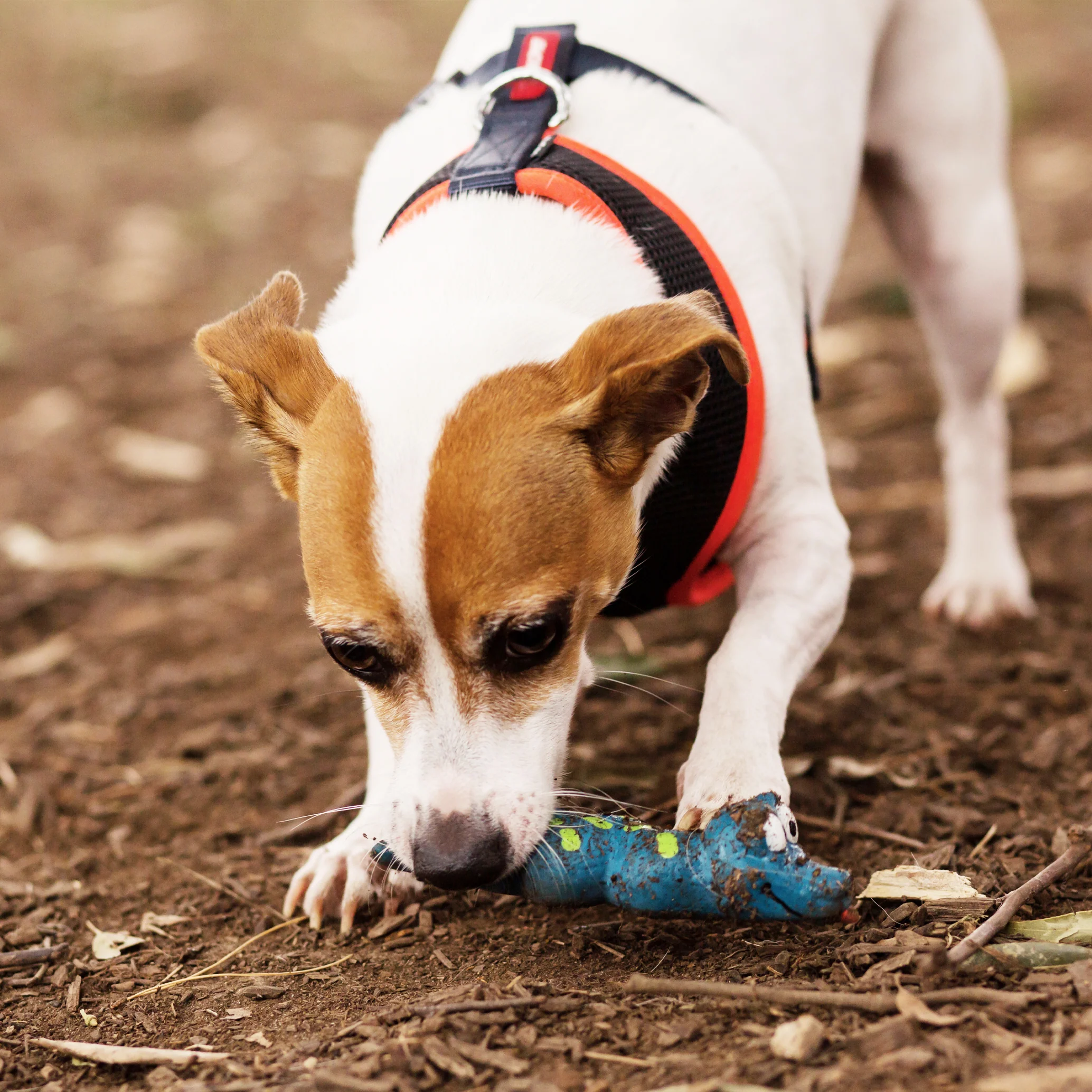 Sneaky Snake Squeaky Dog Toy - Image 3
