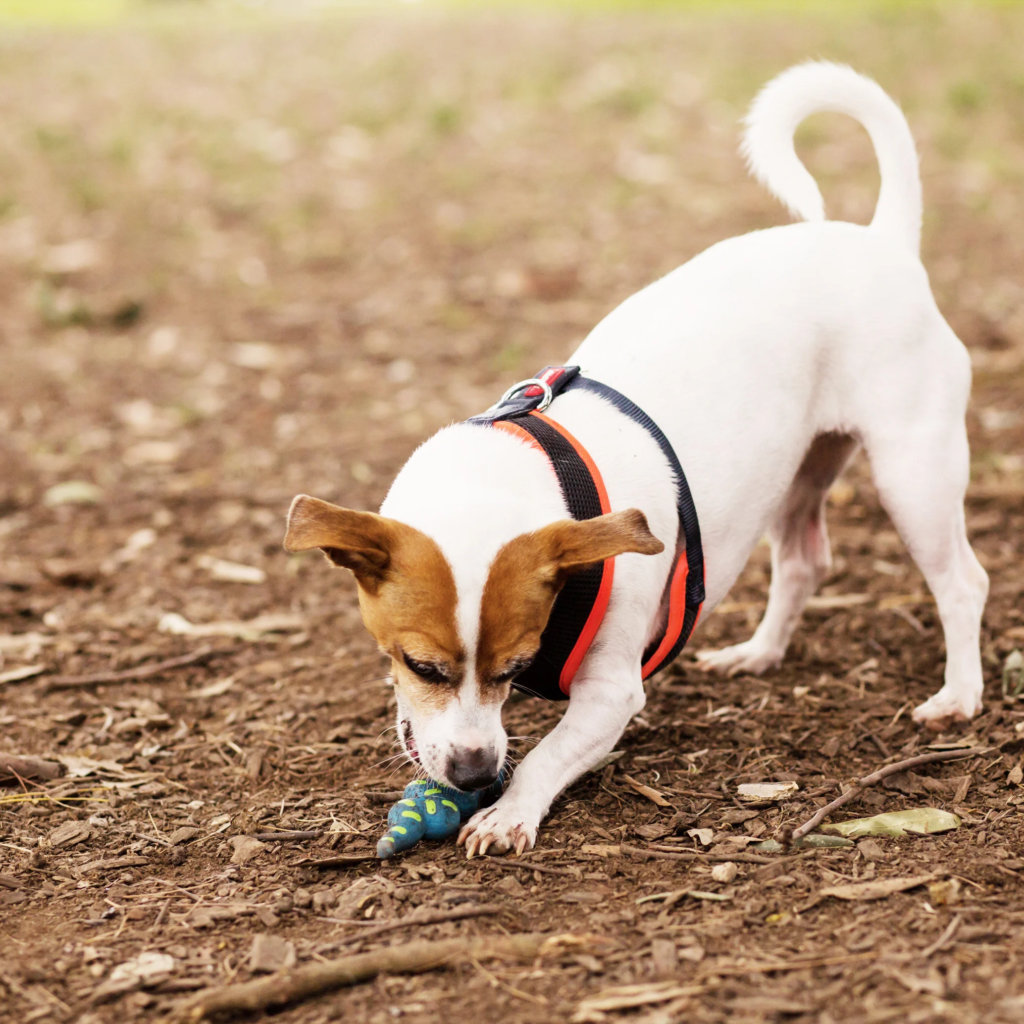 Sneaky Snake Squeaky Dog Toy - Image 5