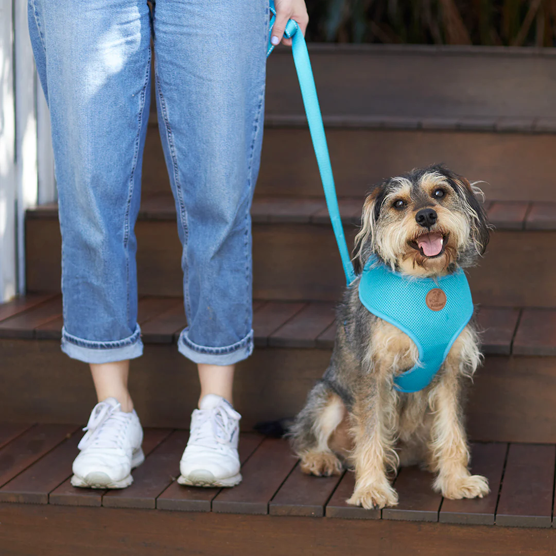 Classic Soft Dog Harness - Aqua - Image 2