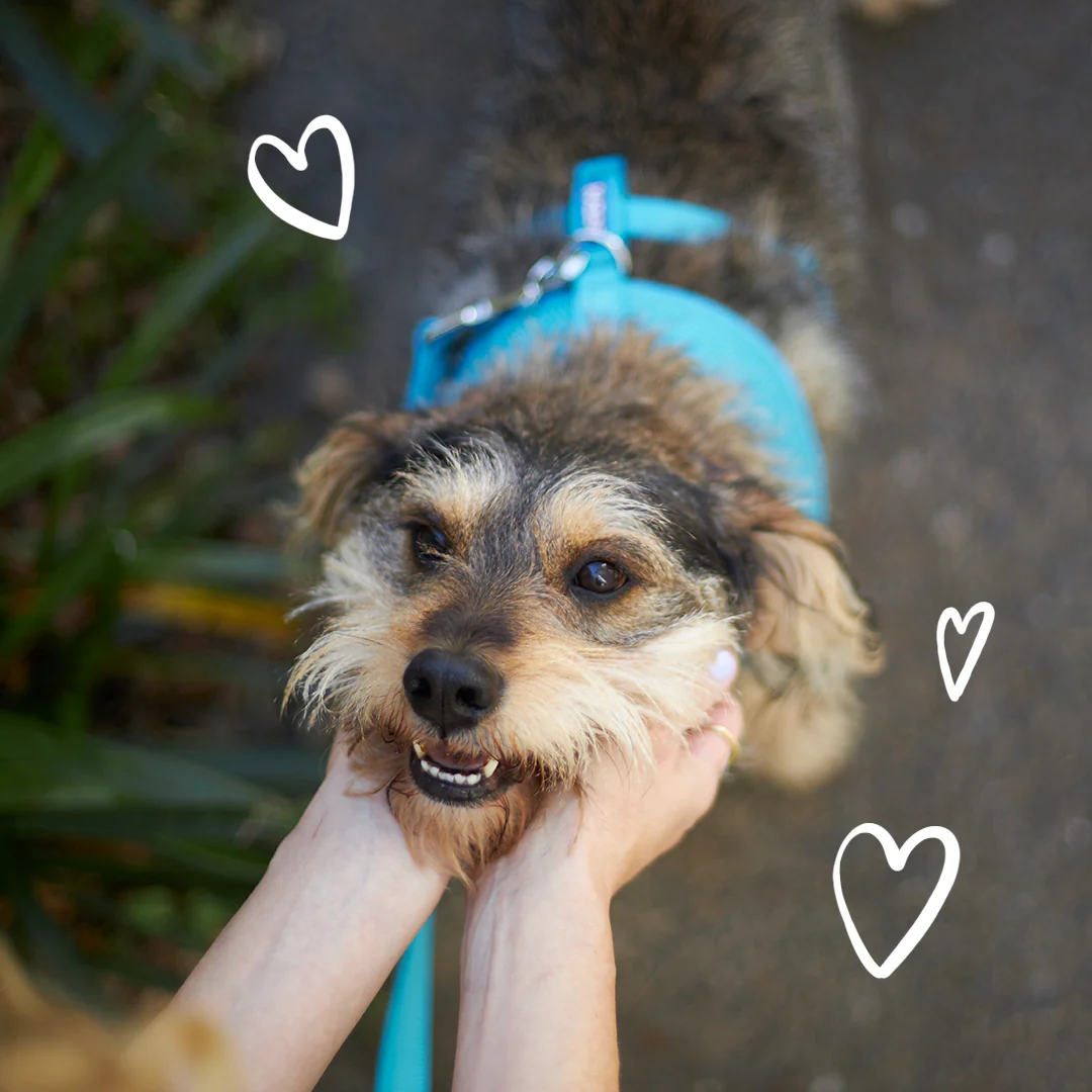 Classic Soft Dog Harness - Aqua - Image 3