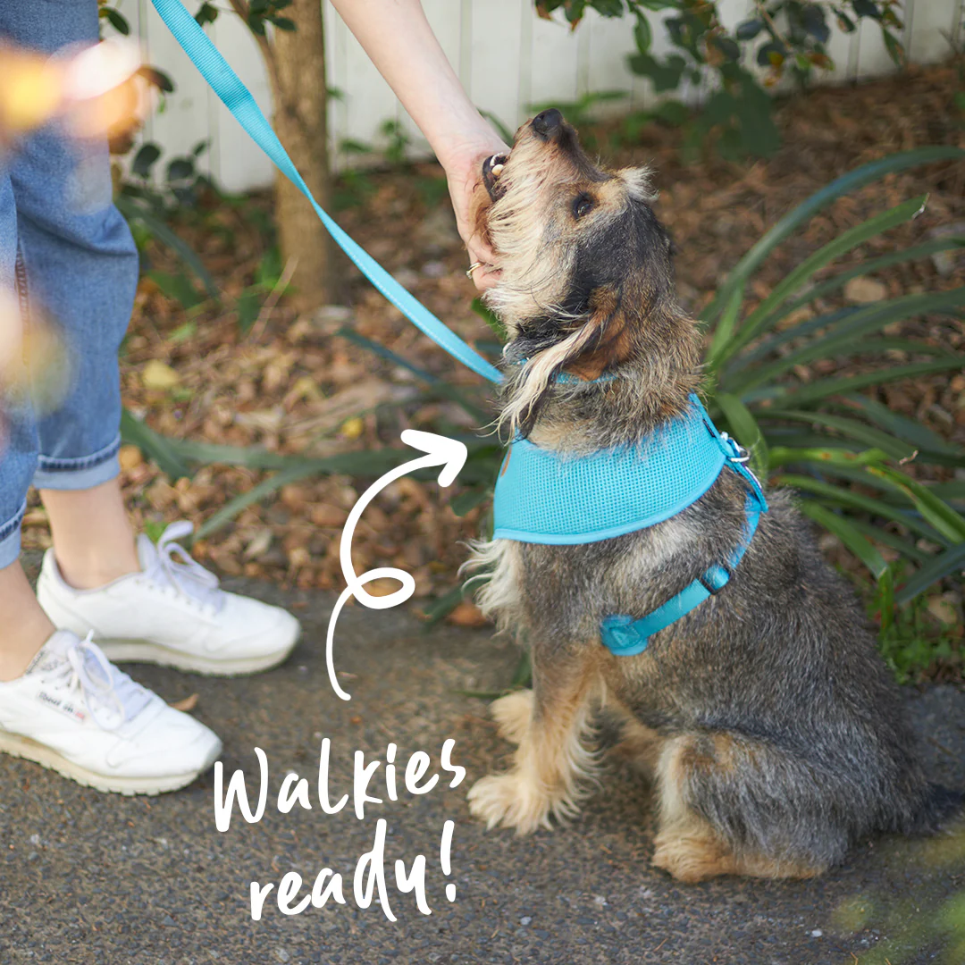 Classic Soft Dog Harness - Aqua - Image 4