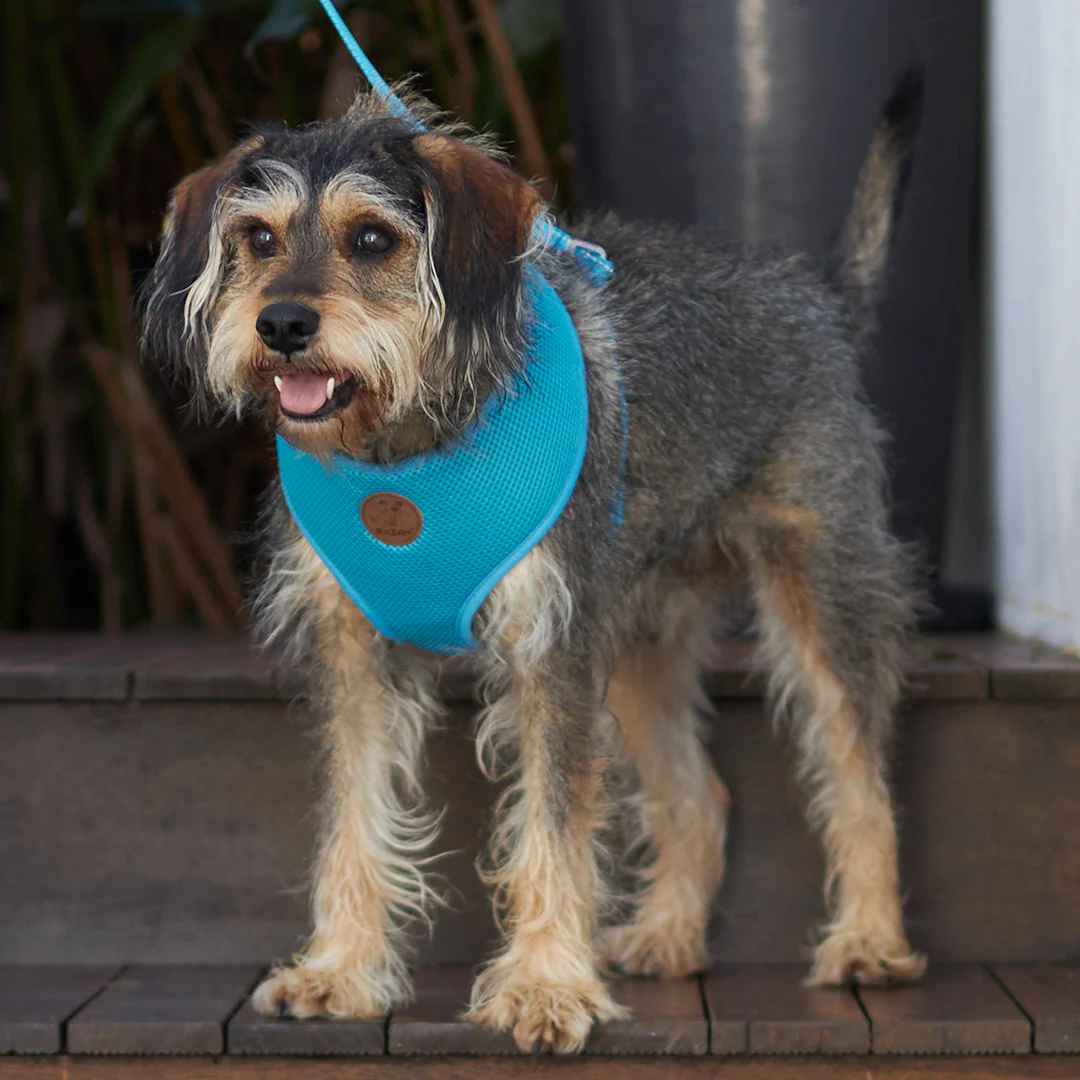 Classic Soft Dog Harness - Aqua - Image 5