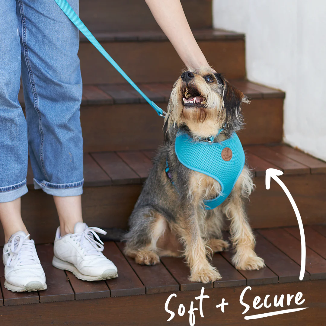 Classic Soft Dog Harness - Aqua - Image 6