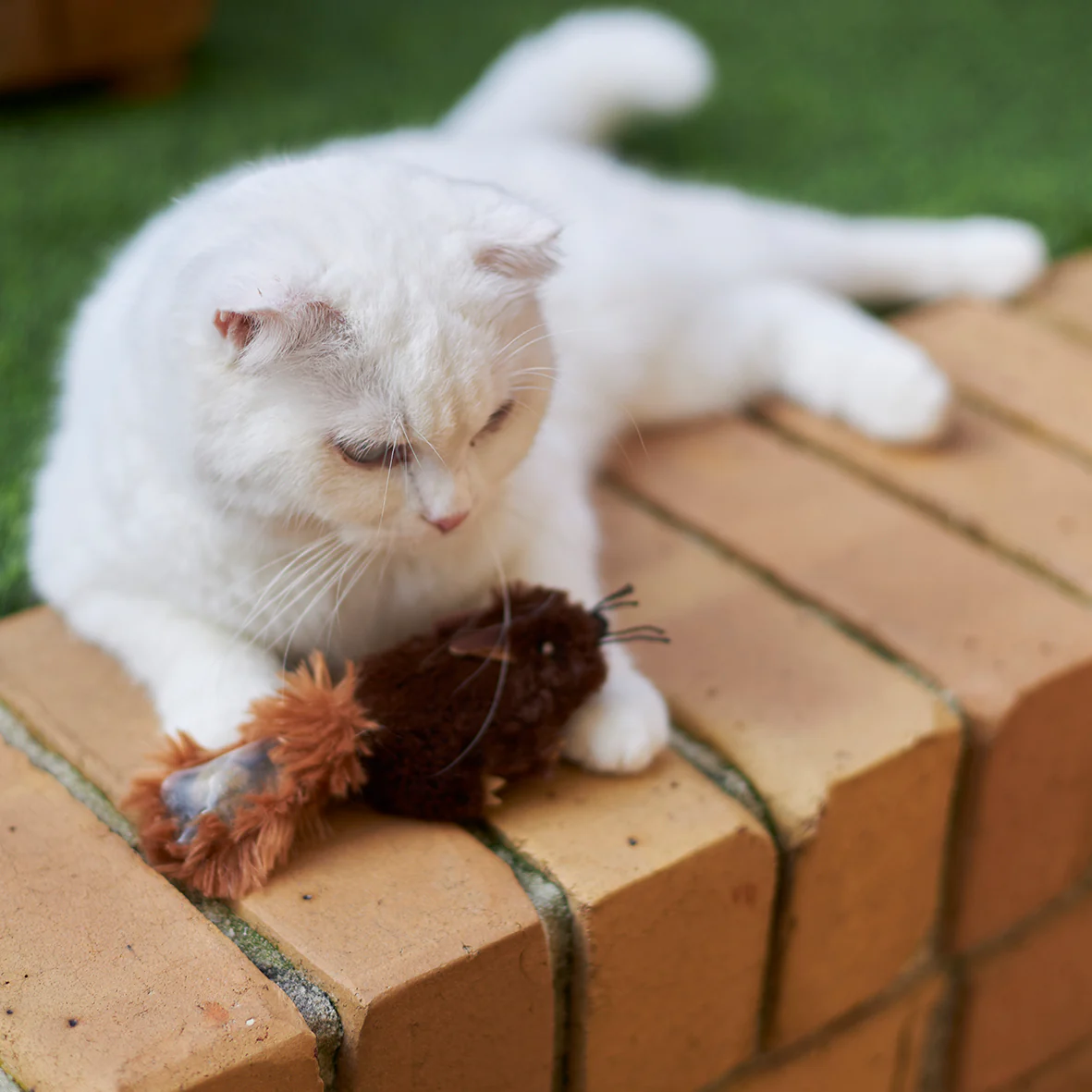 Squishy Squirrel with catnip - Image 3