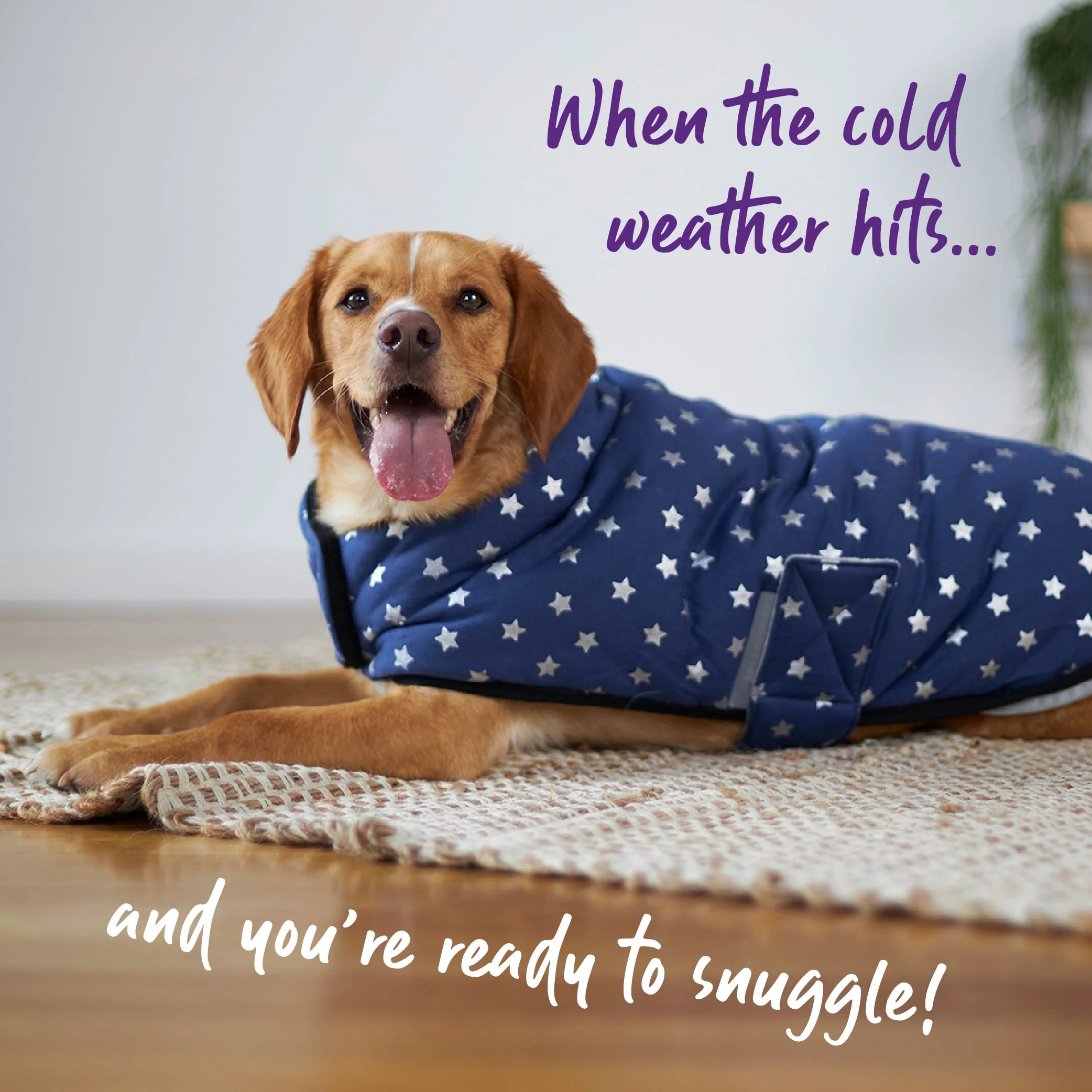 Starbright Dog Snuggie - Image 7