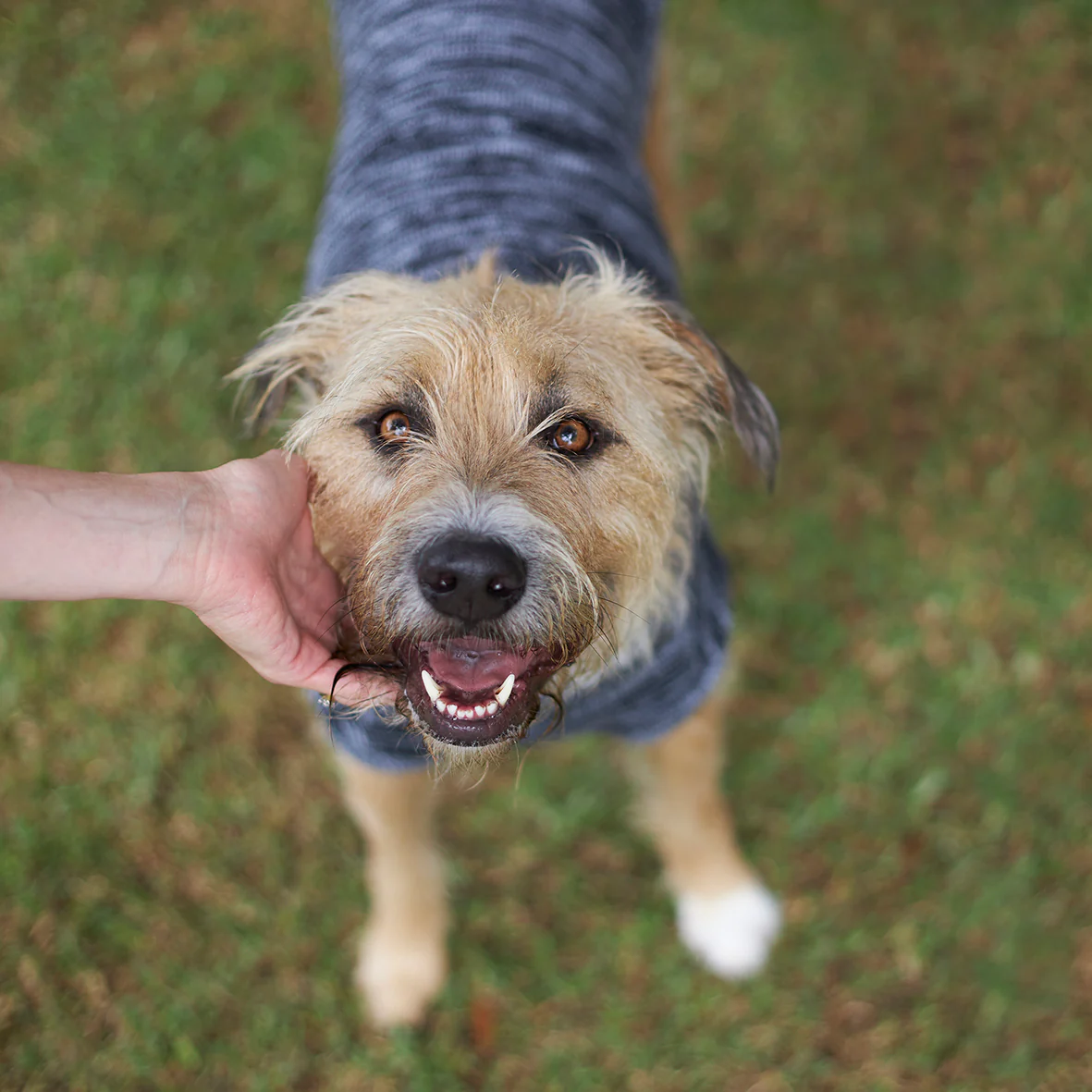 Stormy Skies Roll Neck Dog Jumper - Image 11