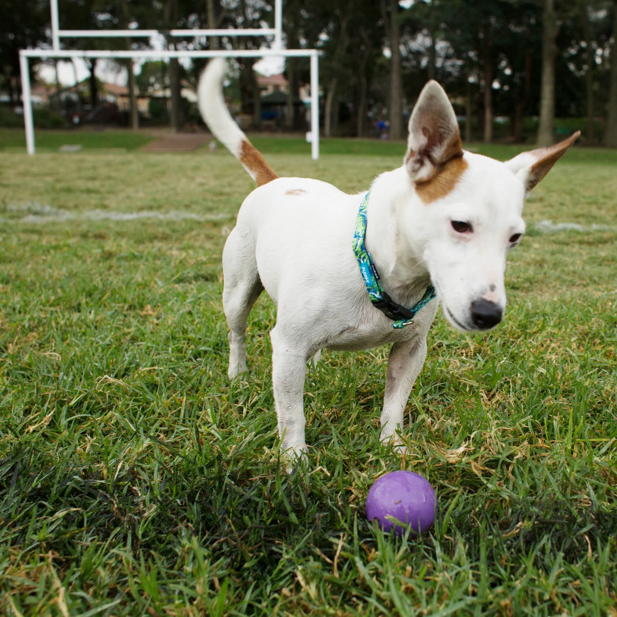 Super Strong Rubber Ball Dog Toy - Image 4