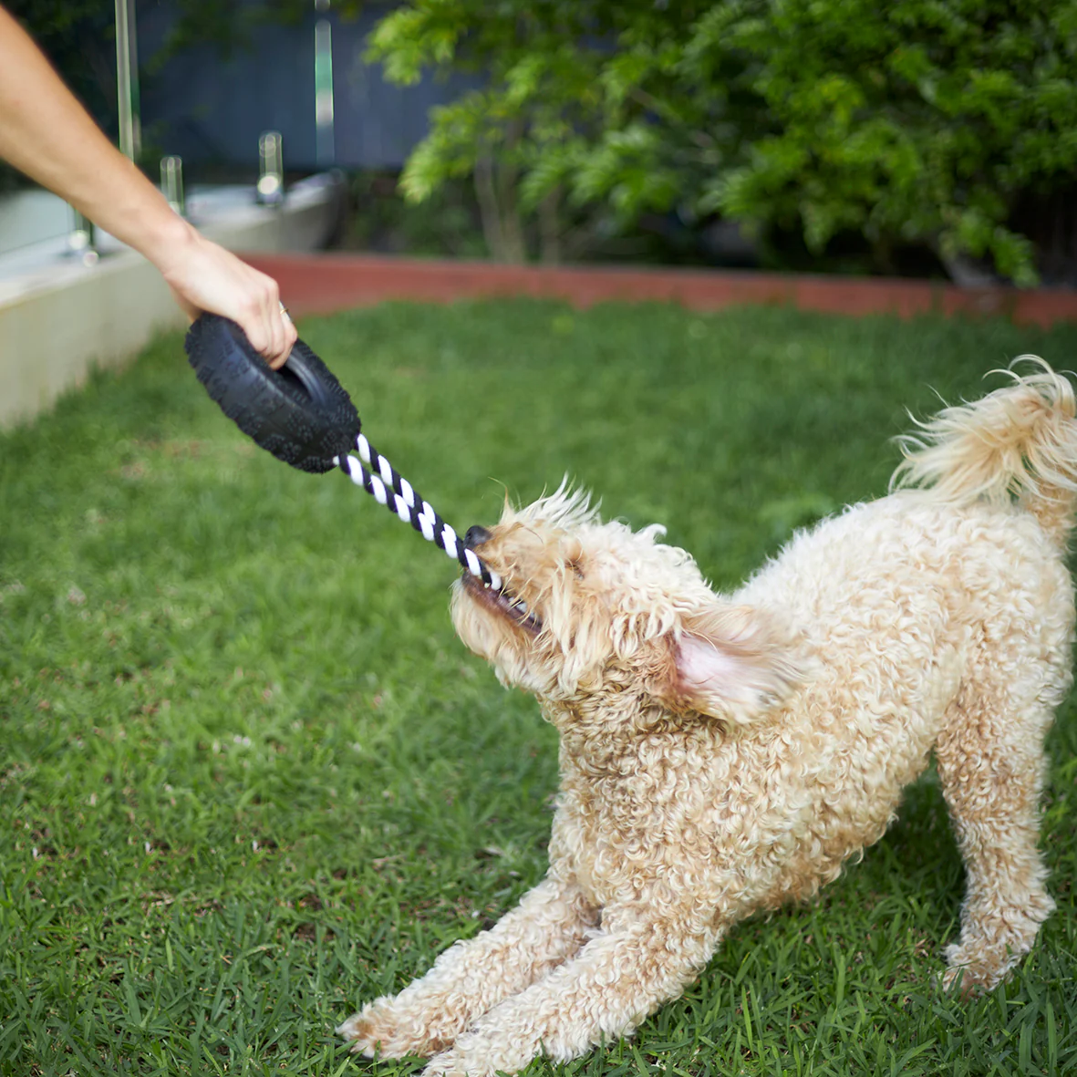 Toothy Tug Tyre Dog Toy - Image 3