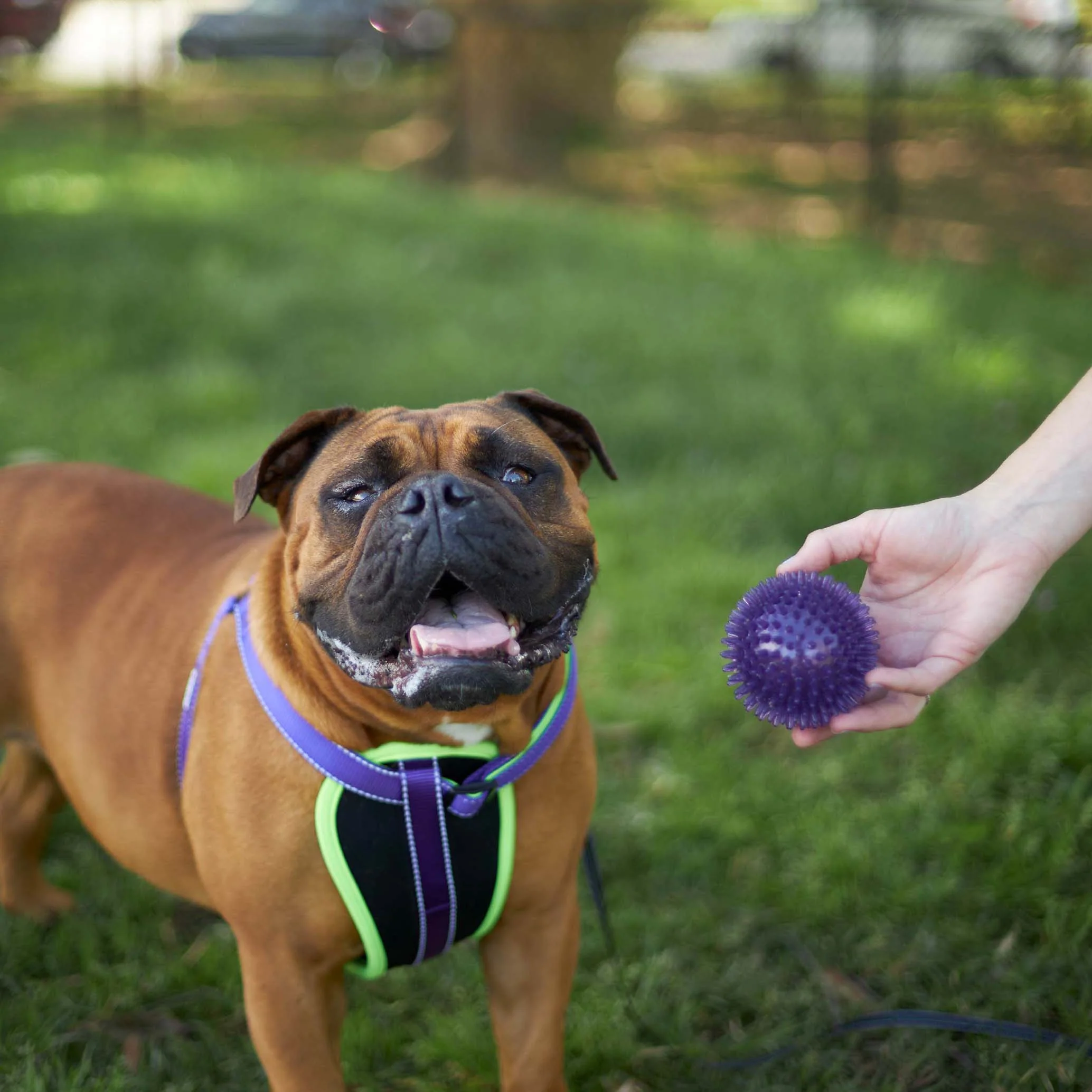 Tough Chewing Space Balls - Medium Dog Toy - Image 4