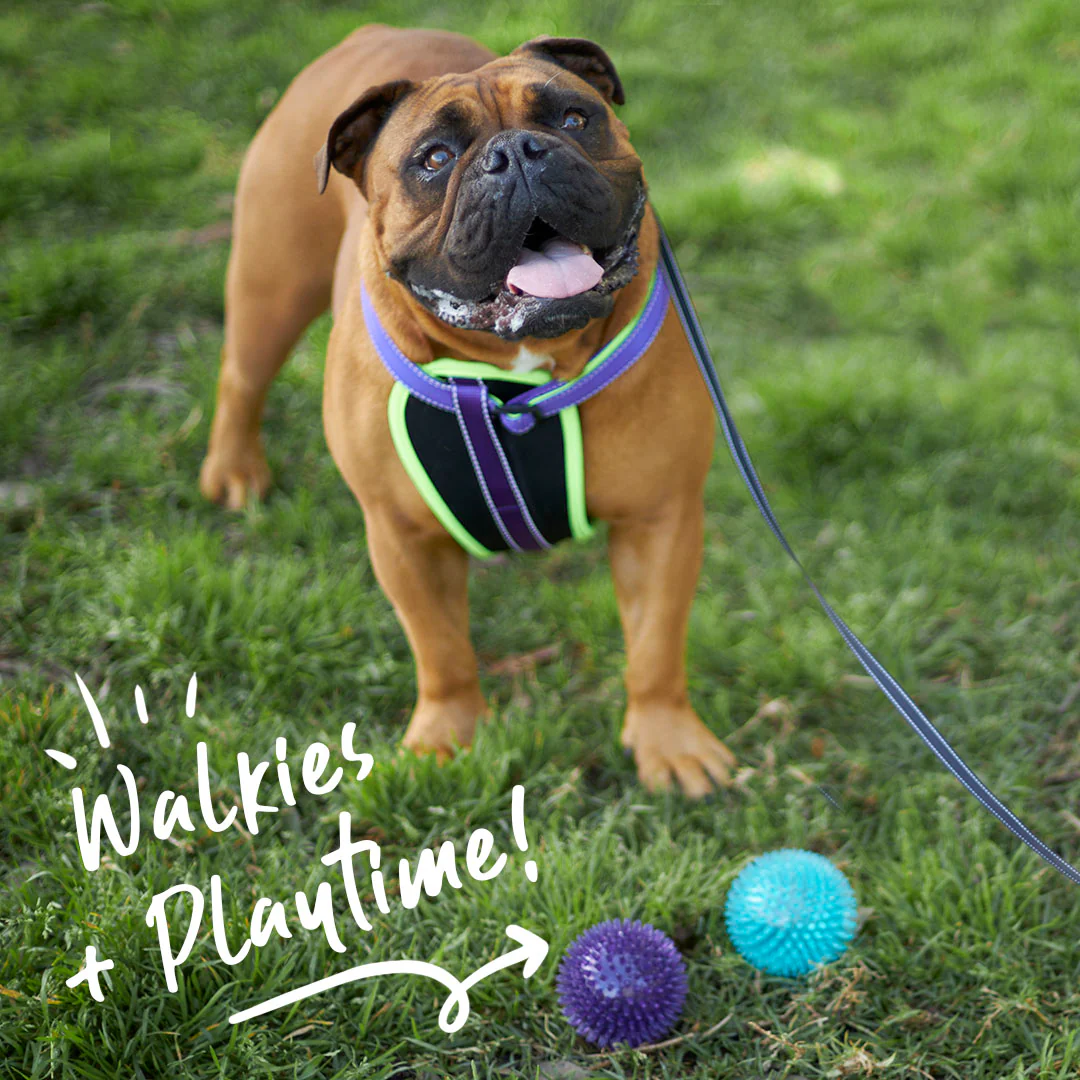 Tough Chewing Space Balls - Medium Dog Toy - Image 5