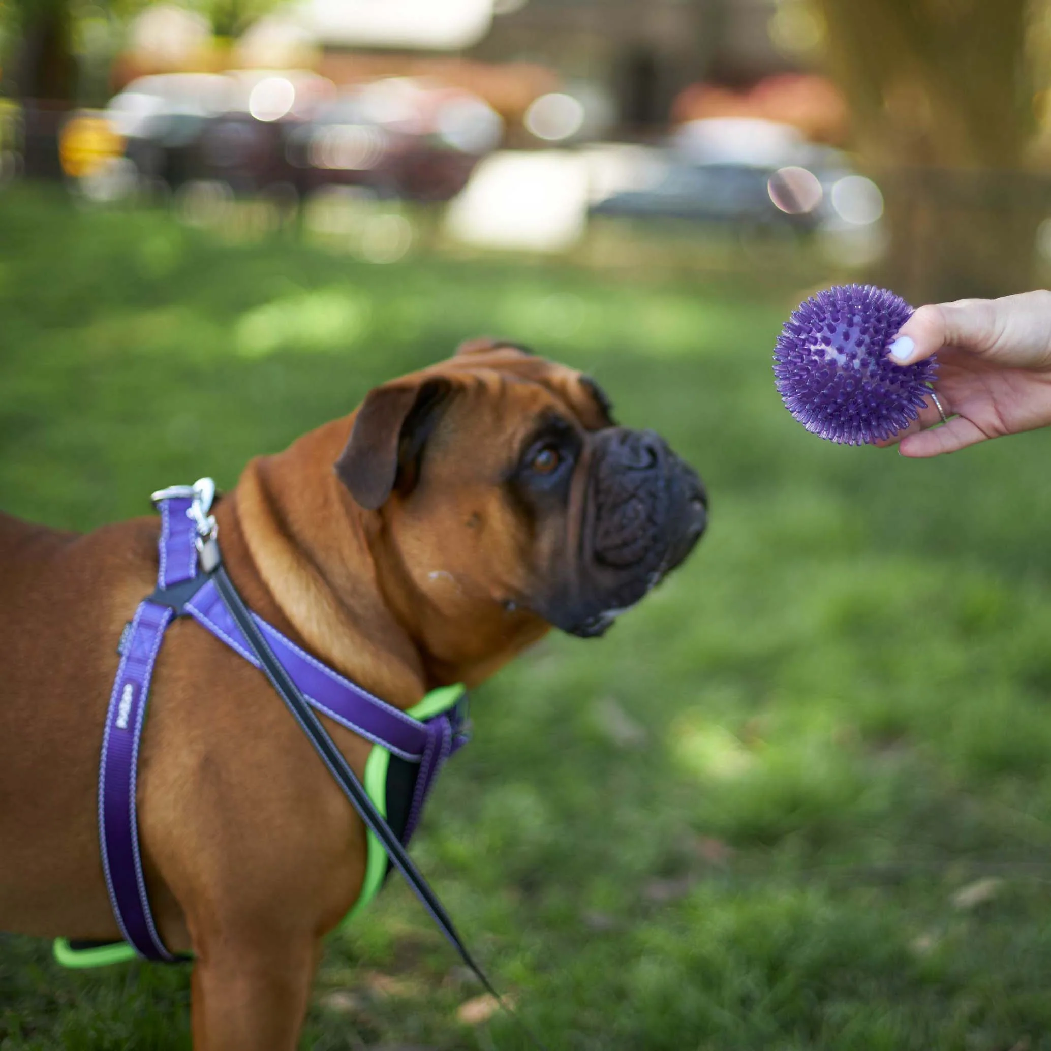 Tough Chewing Space Balls - Medium Dog Toy - Image 6