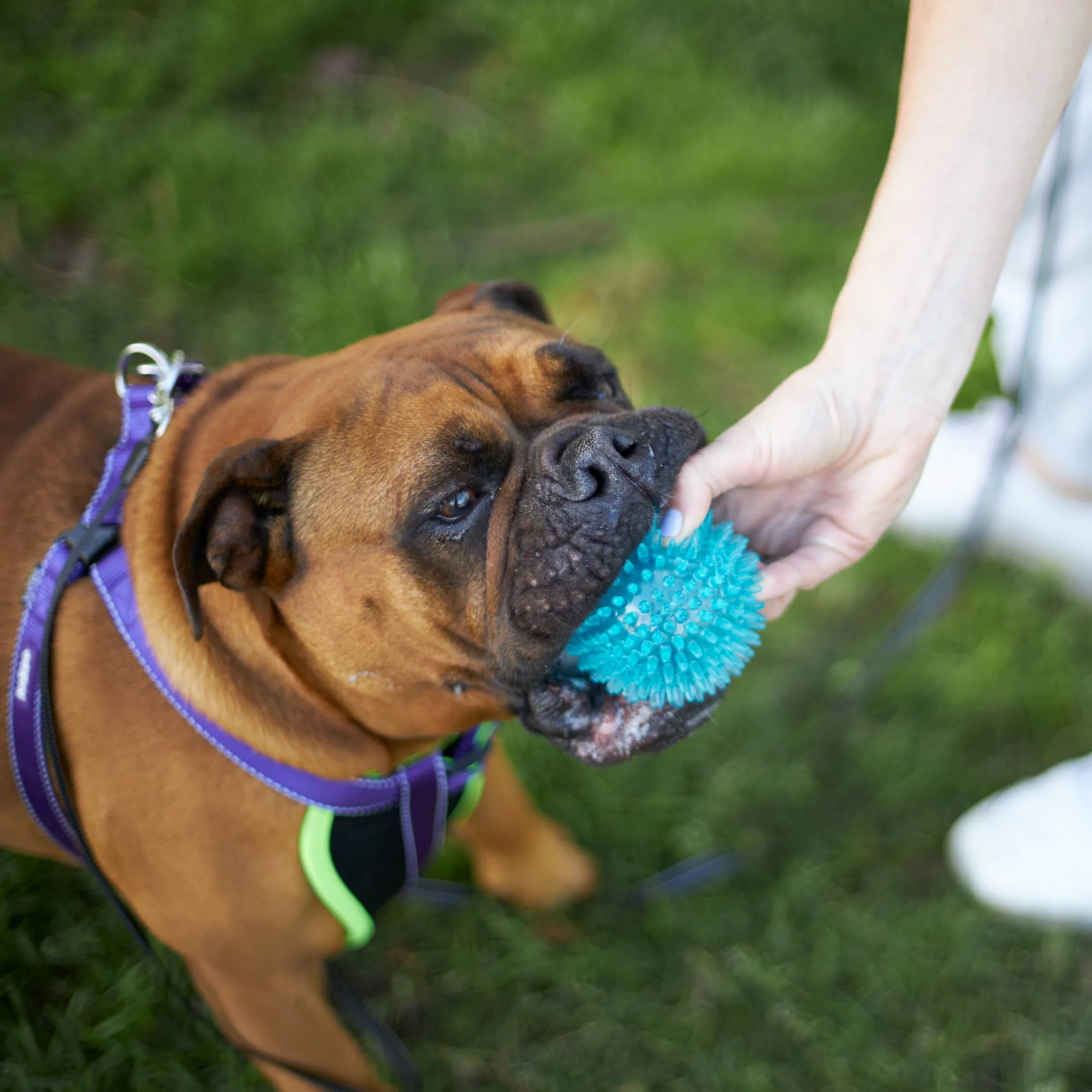 Tough Chewing Space Balls - Medium Dog Toy - Image 9