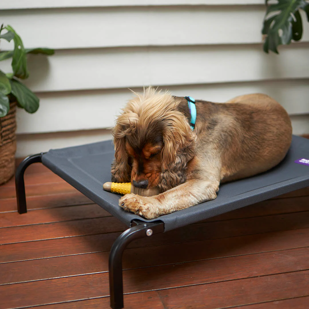 Tough N' Tasty Chew Bone - Chicken - Image 5