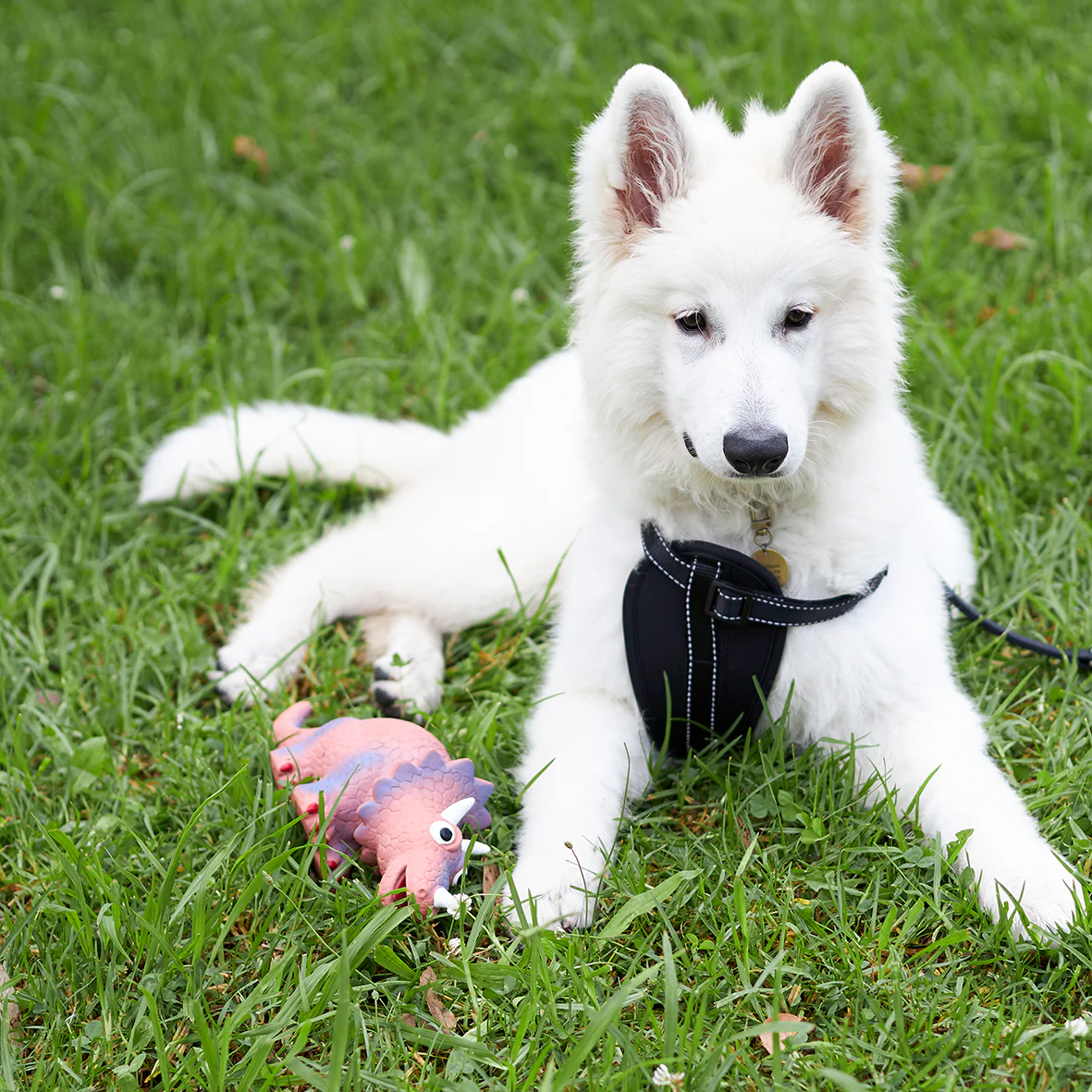 Tricky Triceratops Squeaky Dog Toy - Image 4