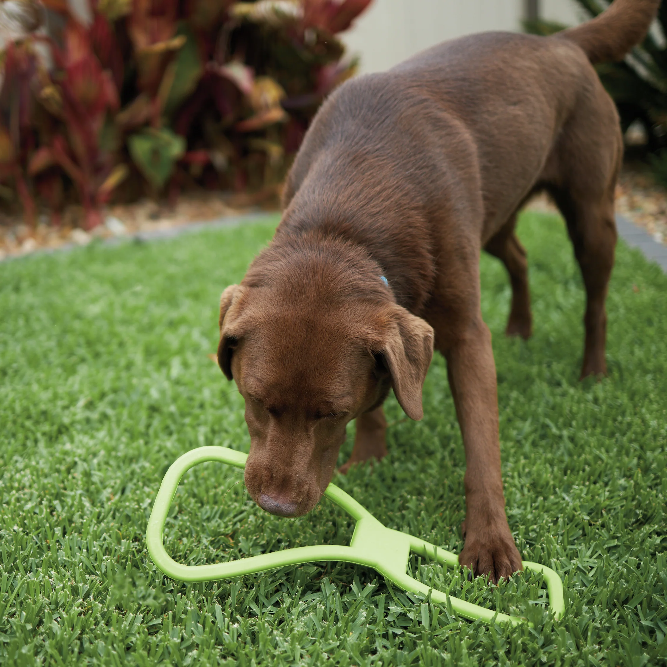 Tug O War Rubber Dog Toy - Image 10