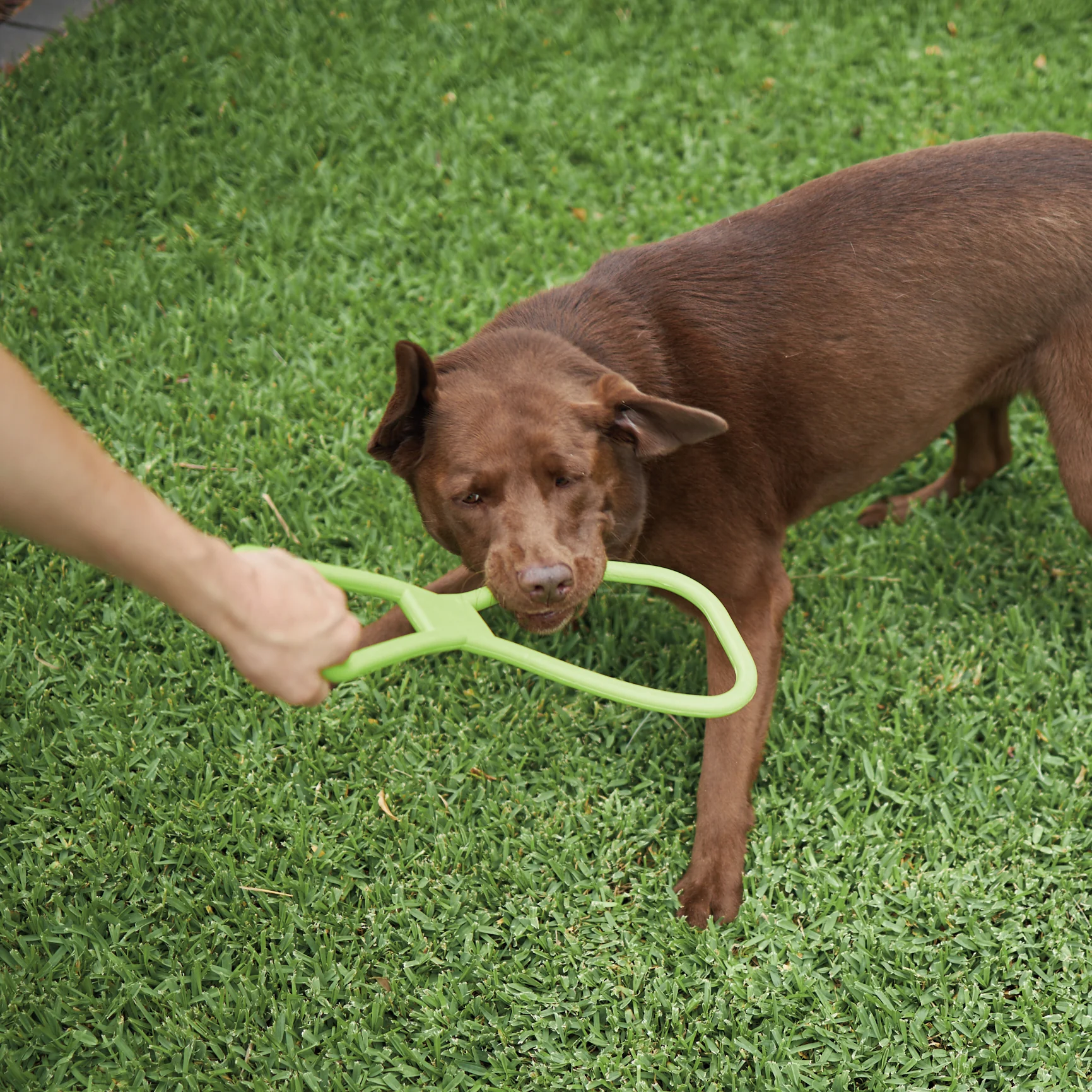 Tug O War Rubber Dog Toy - Image 3