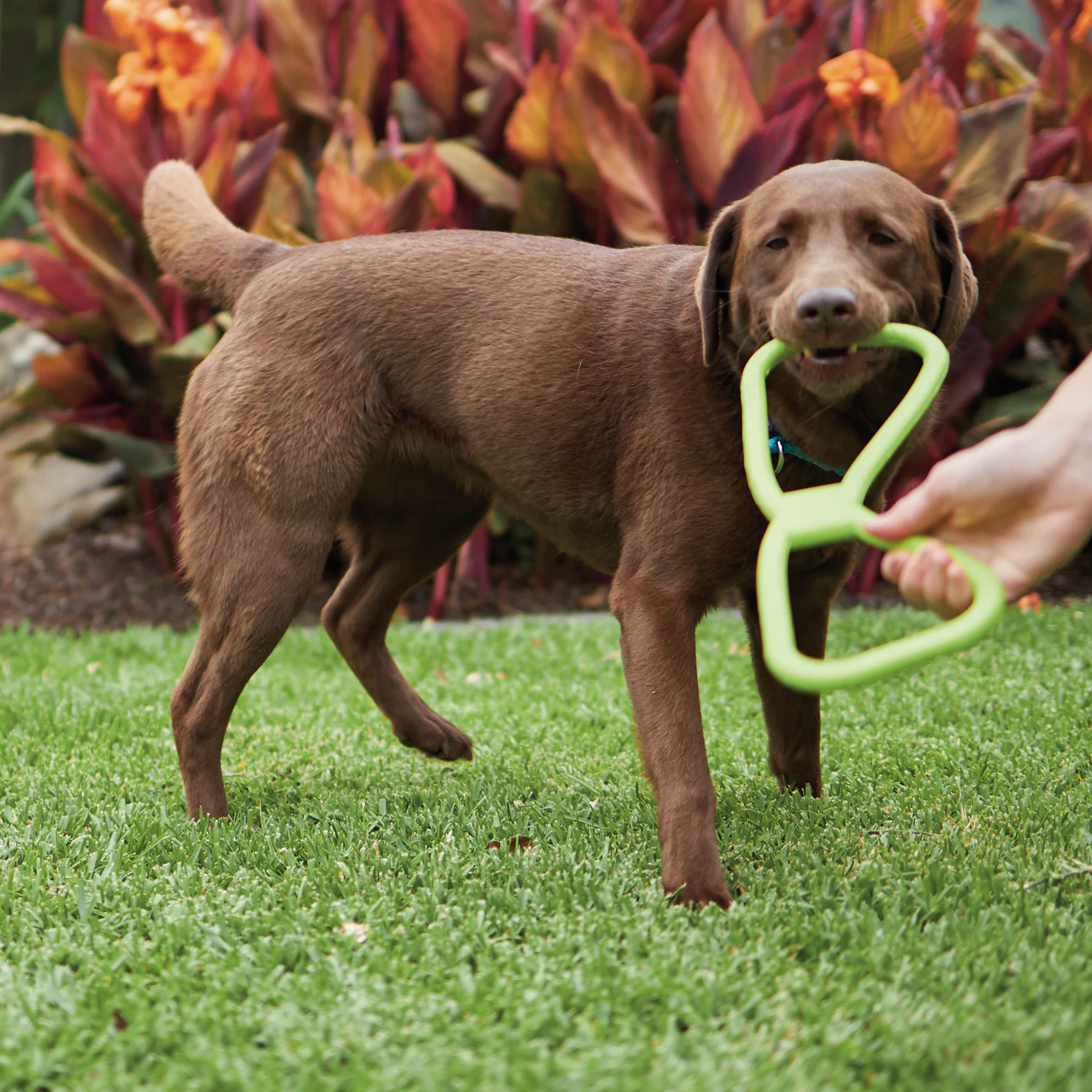 Tug O War Rubber Dog Toy - Image 5