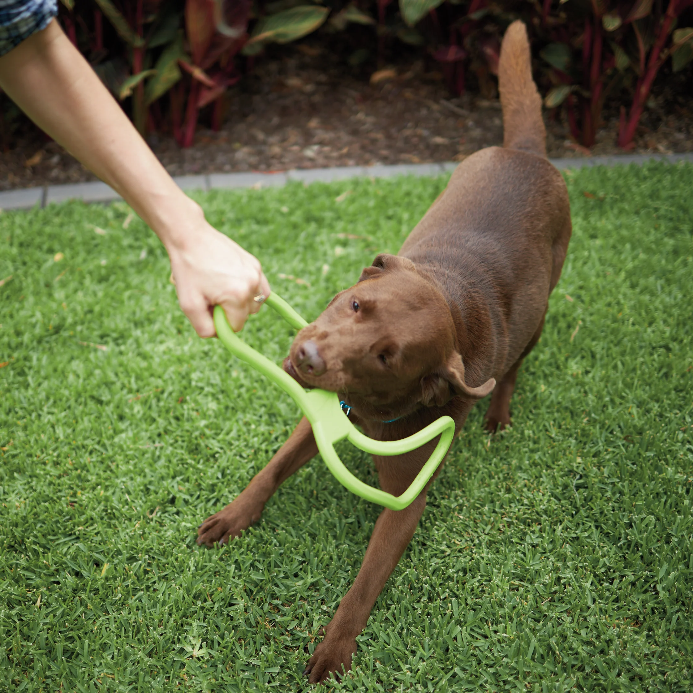 Tug O War Rubber Dog Toy - Image 7