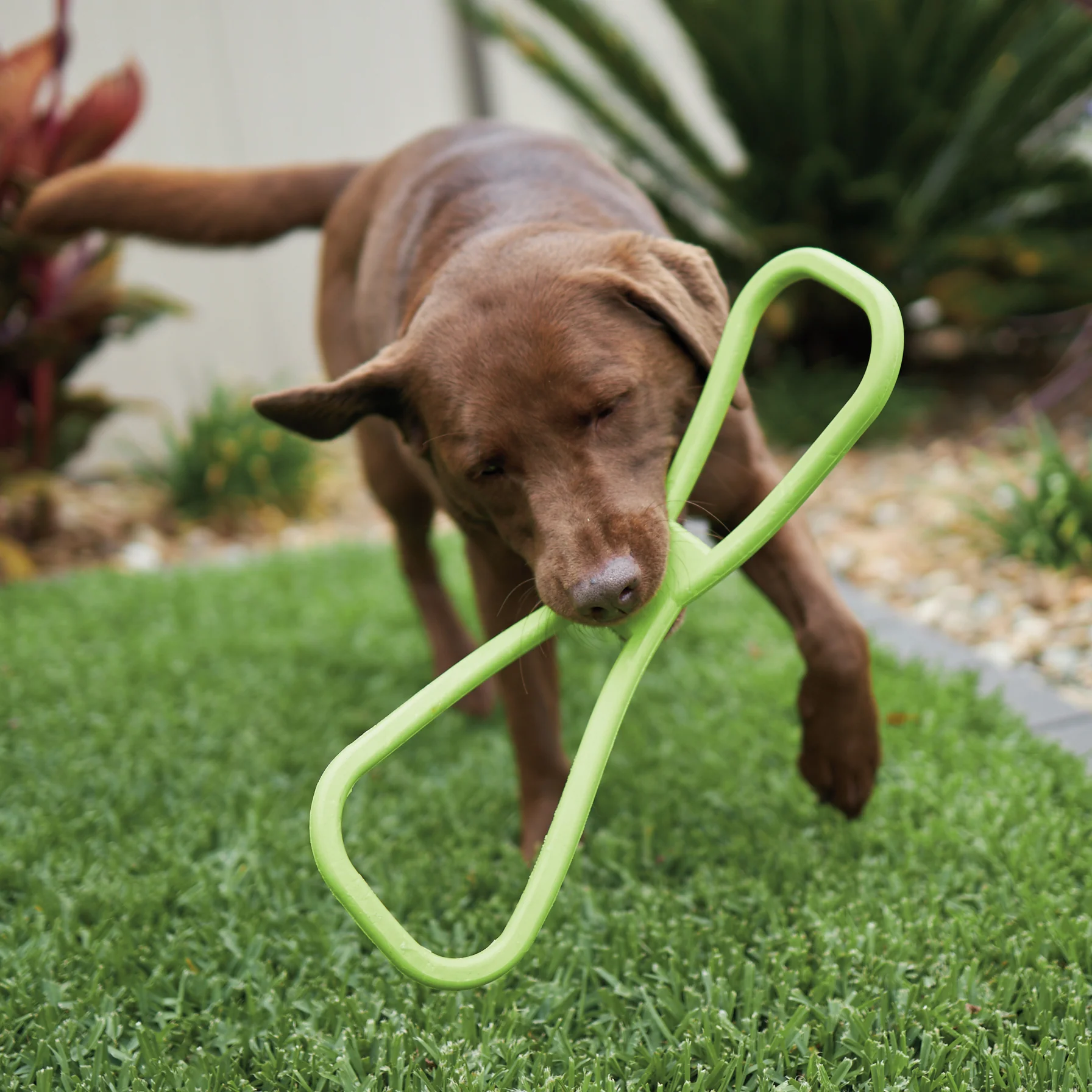 Tug O War Rubber Dog Toy - Image 9