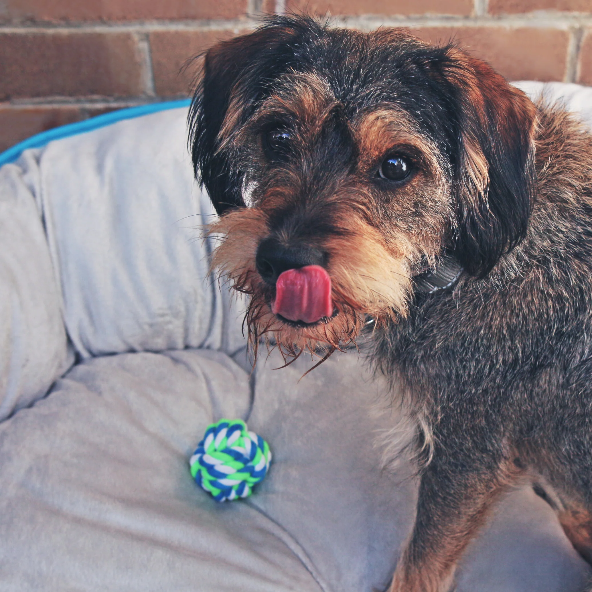 Twisted Rope Knot Ball Dog Toy - Image 4