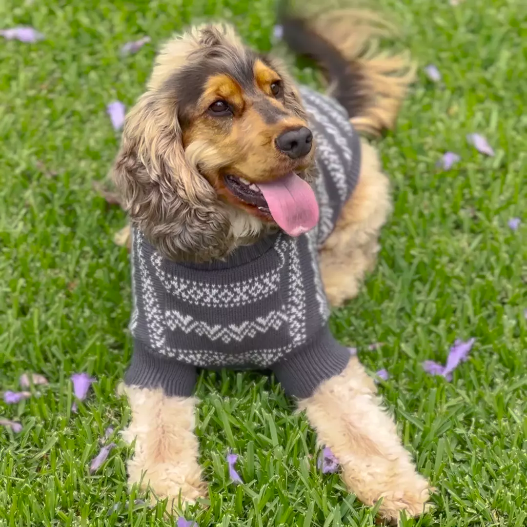 Winter Wonder Dog Jumper - Image 3