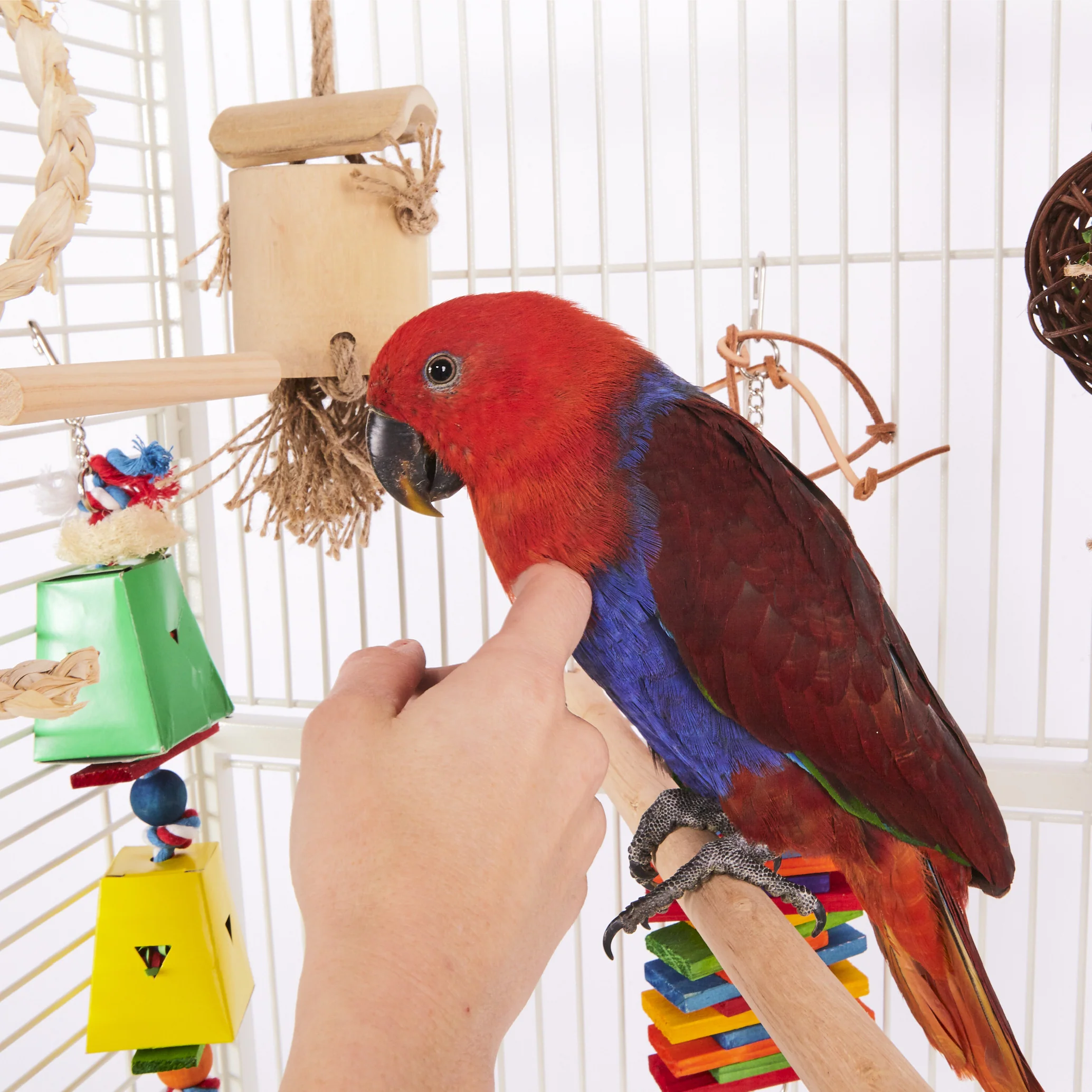 Wooden Bird Perch - Image 7